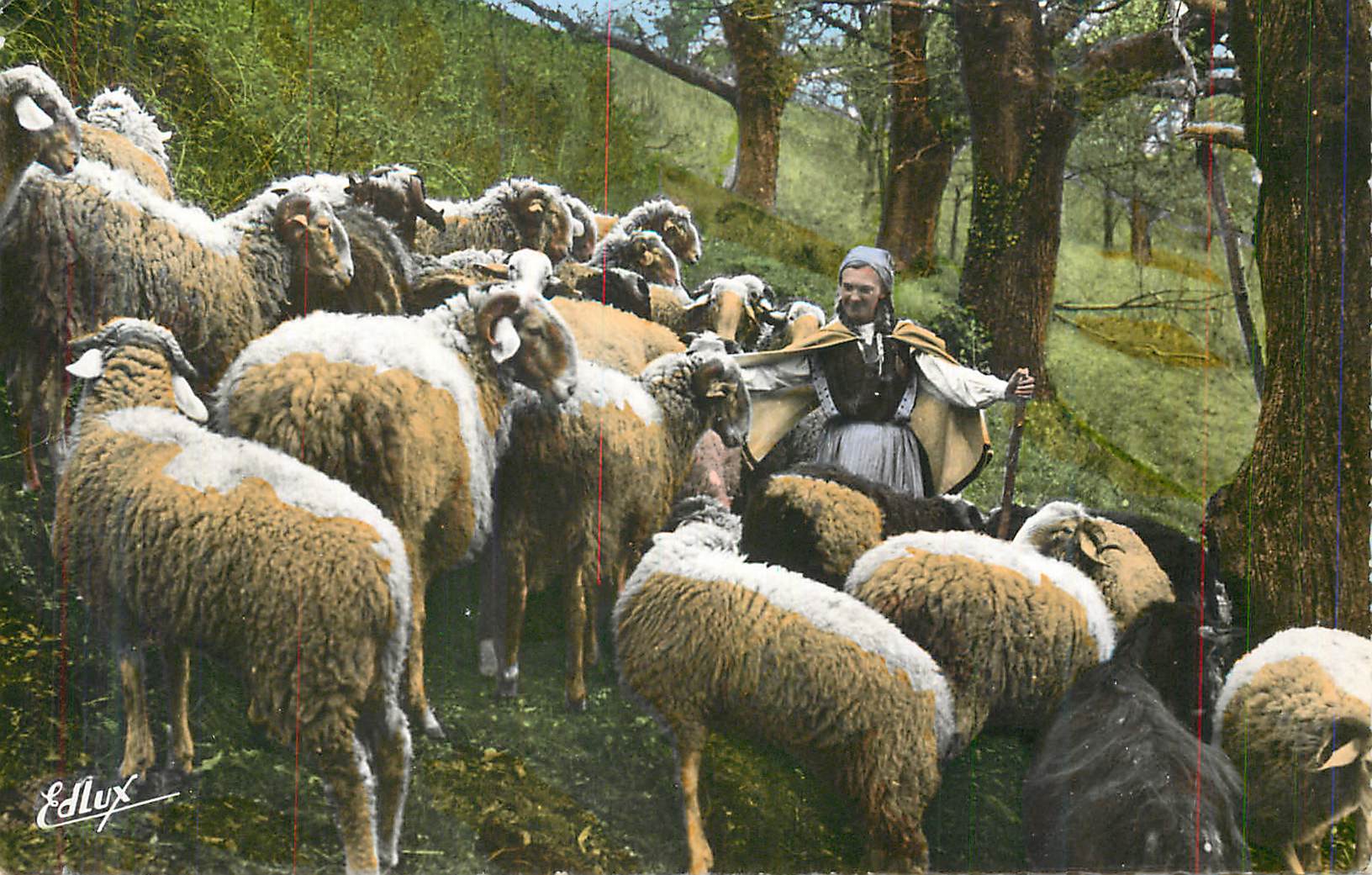 CPM Lourdes bernadette au milieu de ses moutons