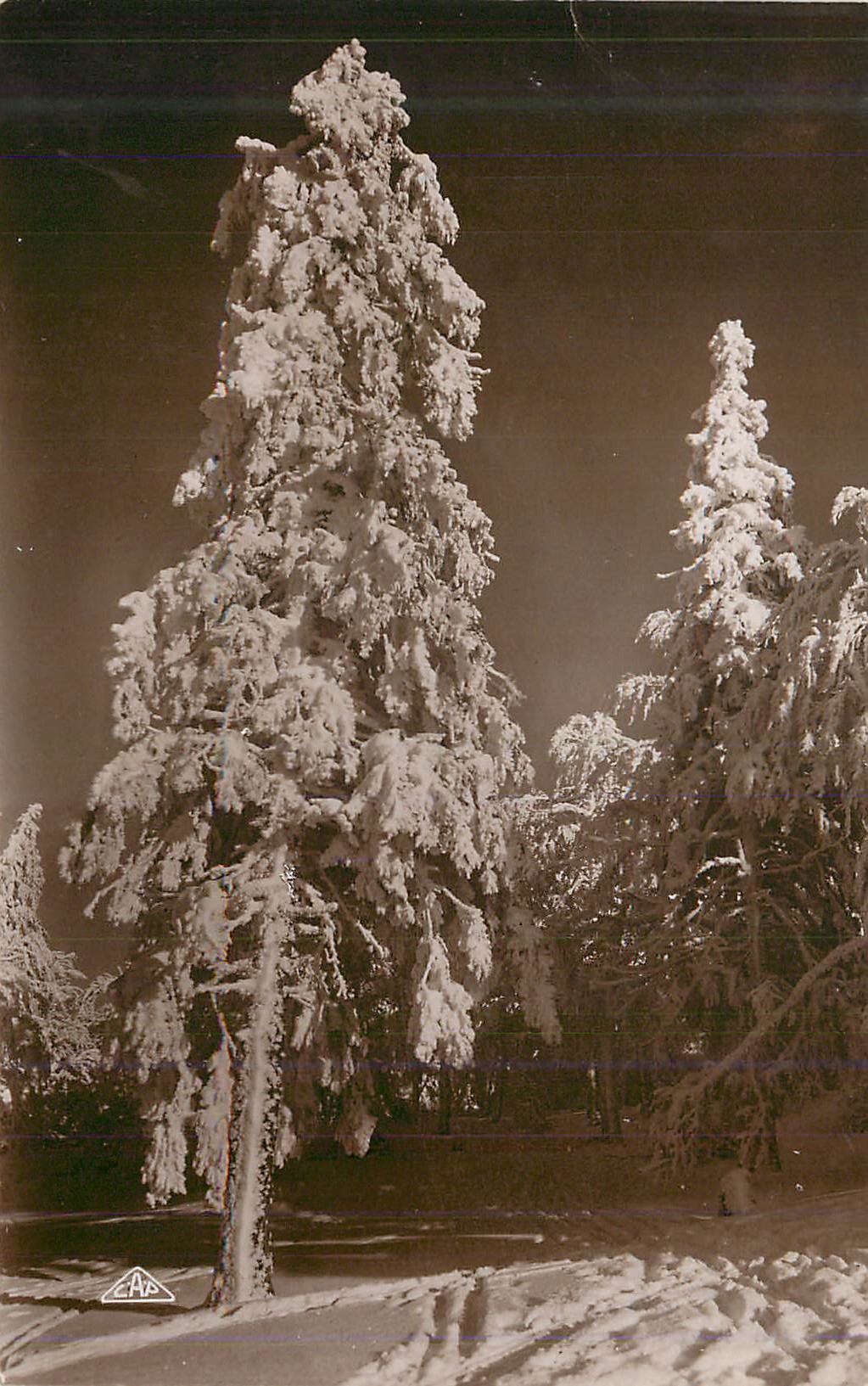 Arbre enneigé — Forêt hivernale — Éditeur C.A.P. n° 134
