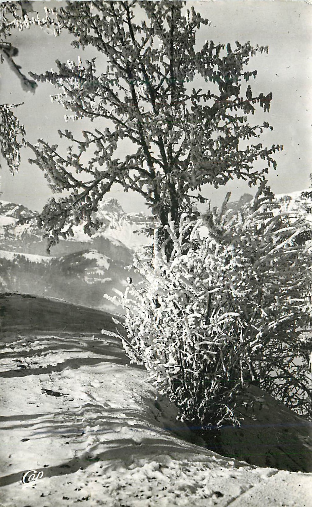 CPM Paysages et sports d hiver neige et givre