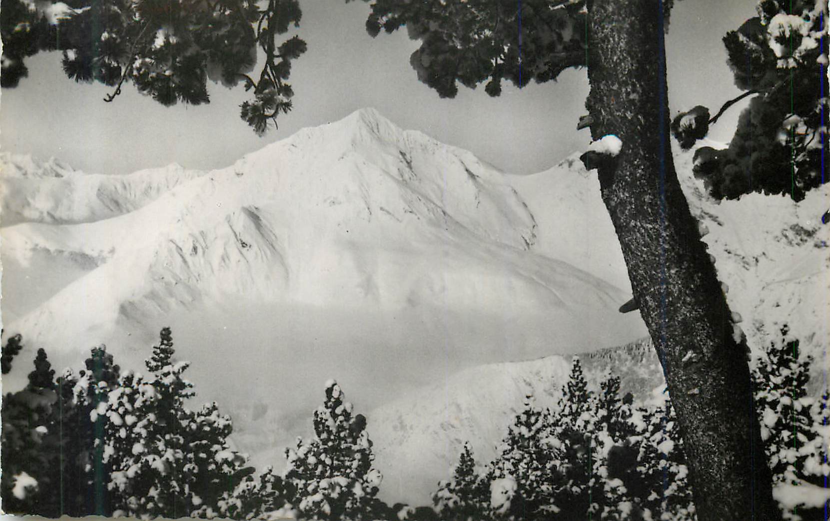 Montagne enneigée — vue depuis un pin — éditeur non identifiable