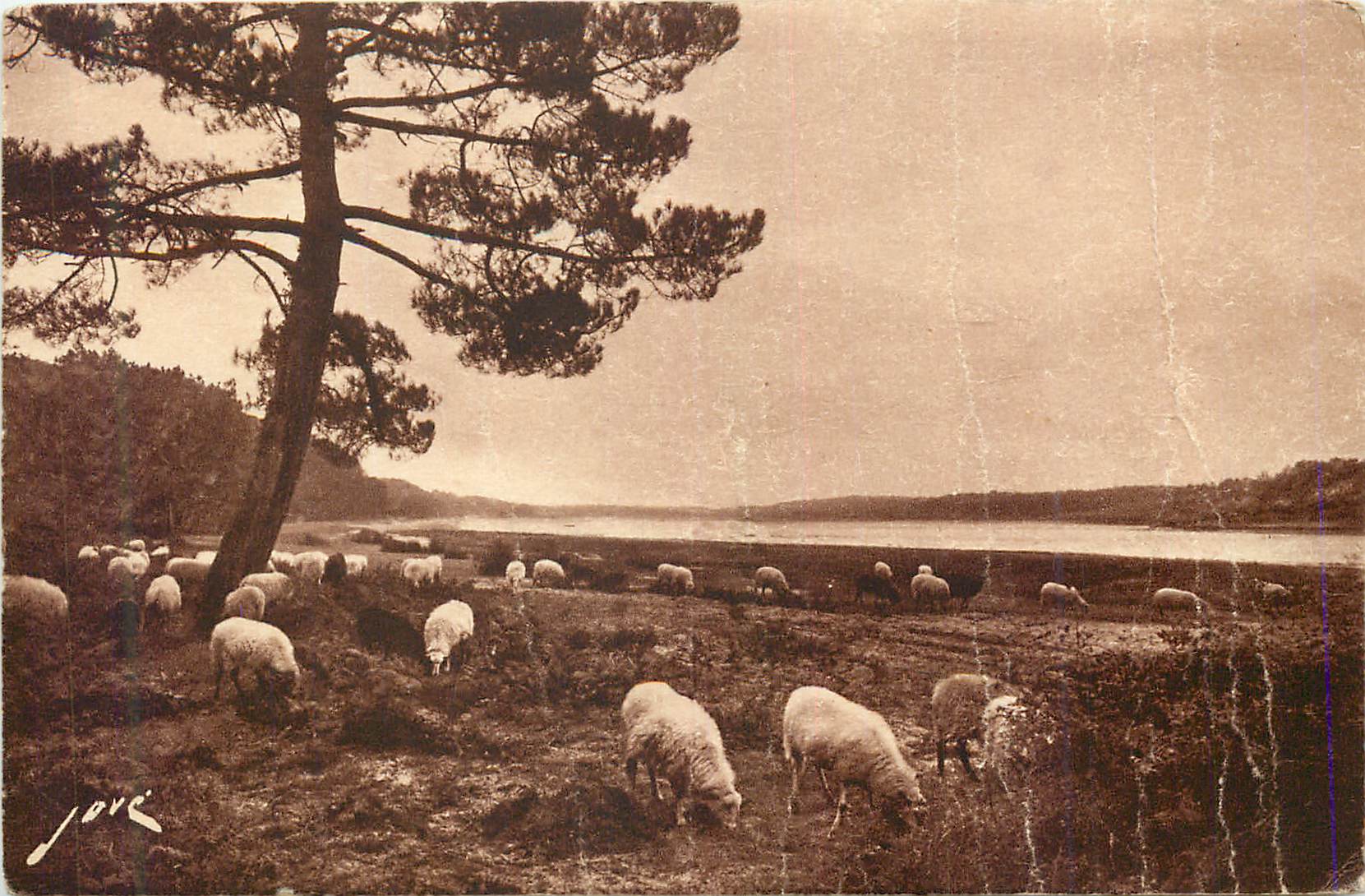 CPA Hossegor pres Capbreton Paturages au bord du lac Moutons