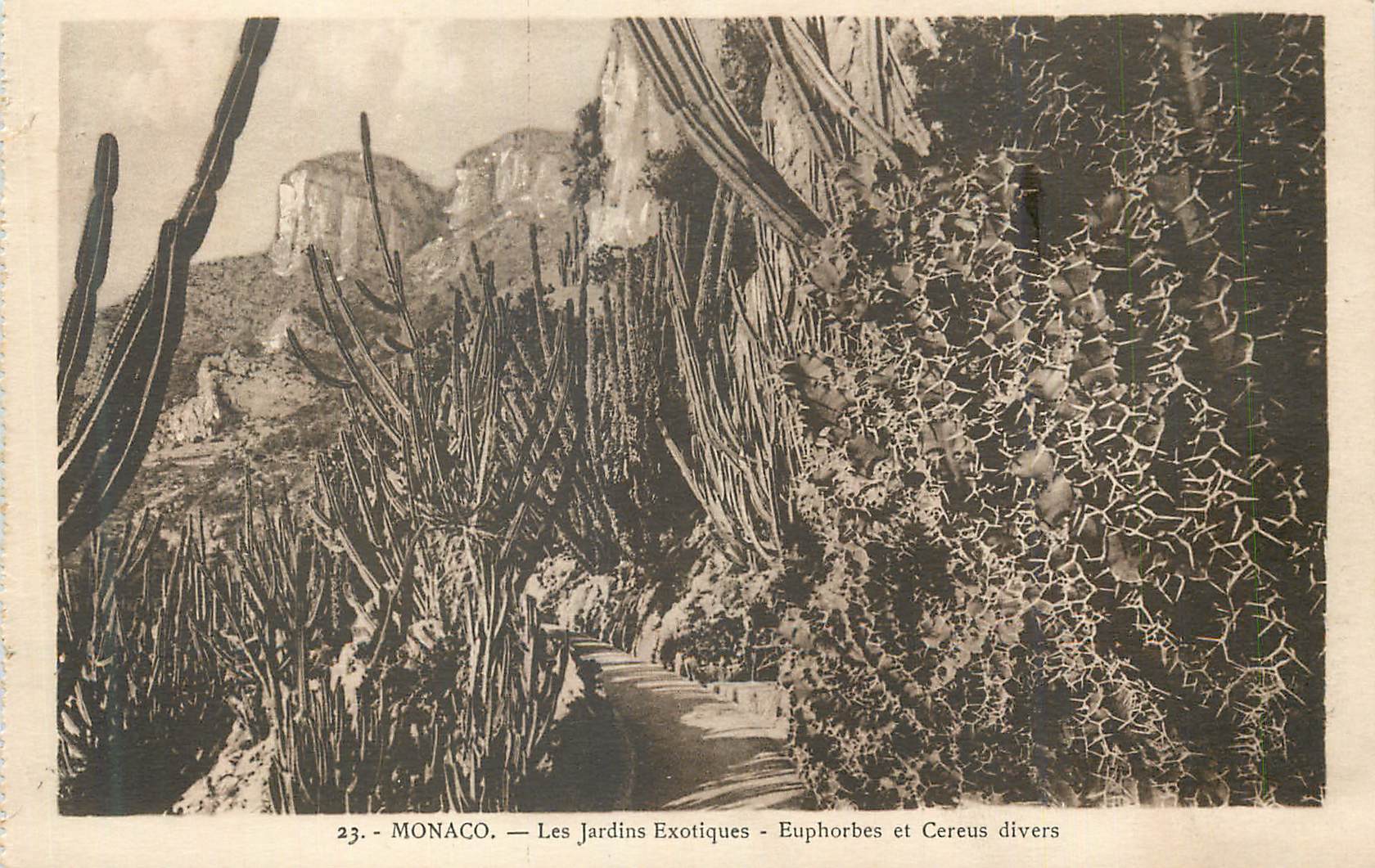 CPA Monaco Les Jardins Exotiques Euphorbes et Cereus divers