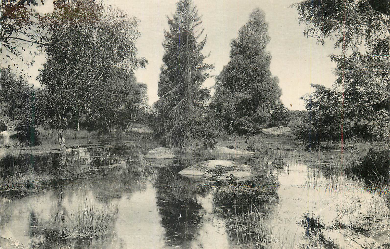 Paesaggio di foresta con laghetto — editore non identificabile