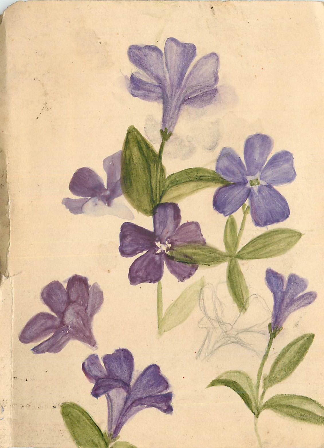 CPA La Jeune Lorraine Fleurs (dessin a la main)
