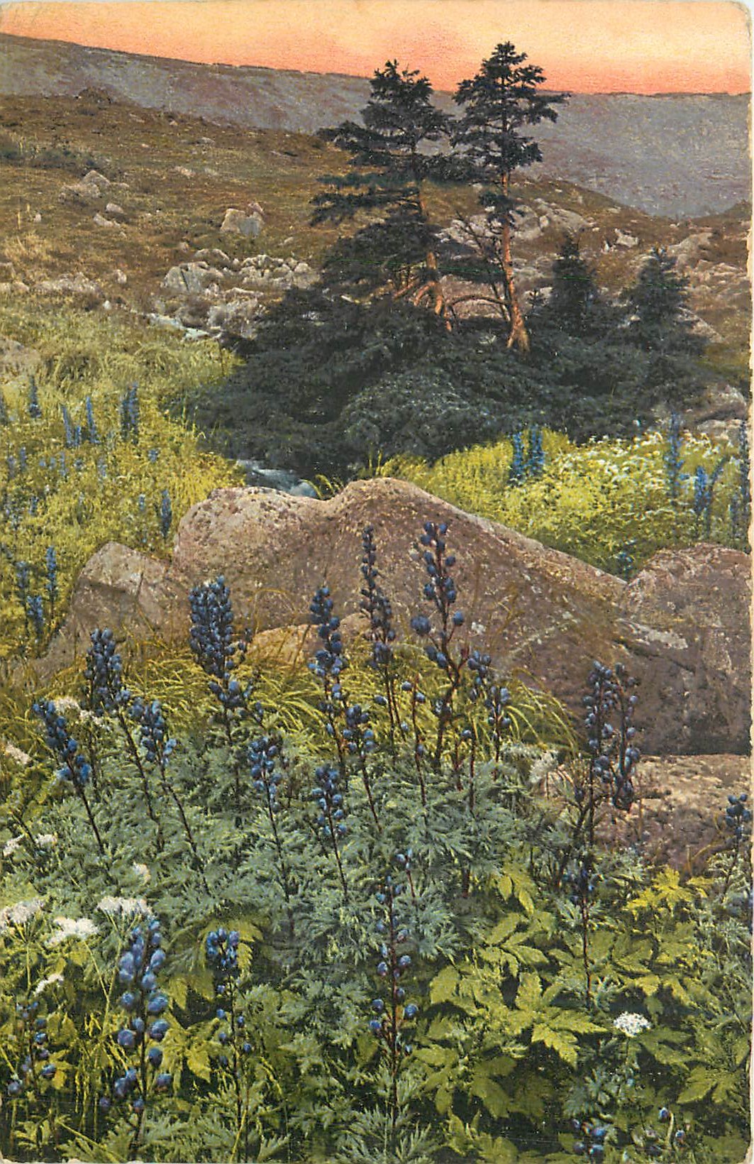 CPA Aus Rubezahis Garten Eisenhut