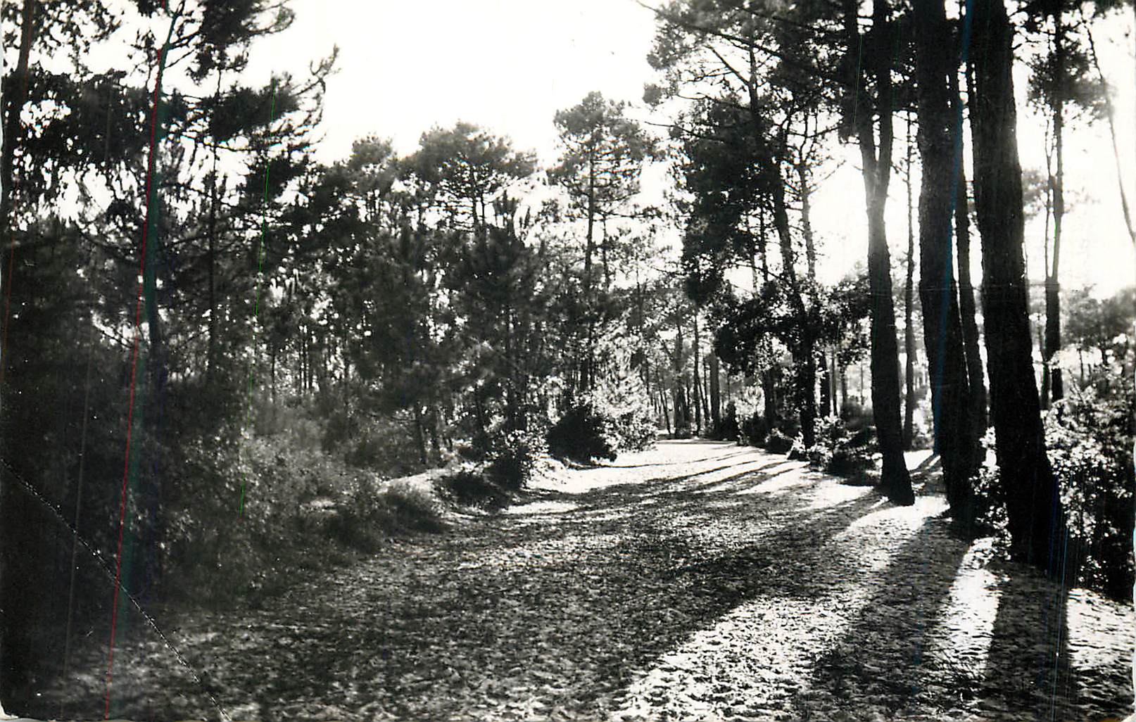 CPM Sion sur l'Ocean (Vendee) par Saint Hilaire de Riez Chemin sous Bois Emprunte par les Colonies de Vacances