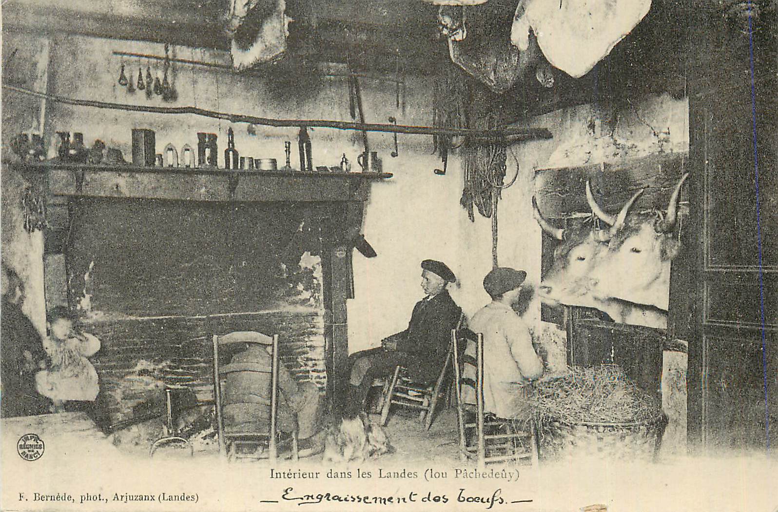 Intérieur dans les Landes (Lou Pâchedeûy) — Engraissage des boeufs — F. Bernéde, phot., Arjuzanx (Landes)