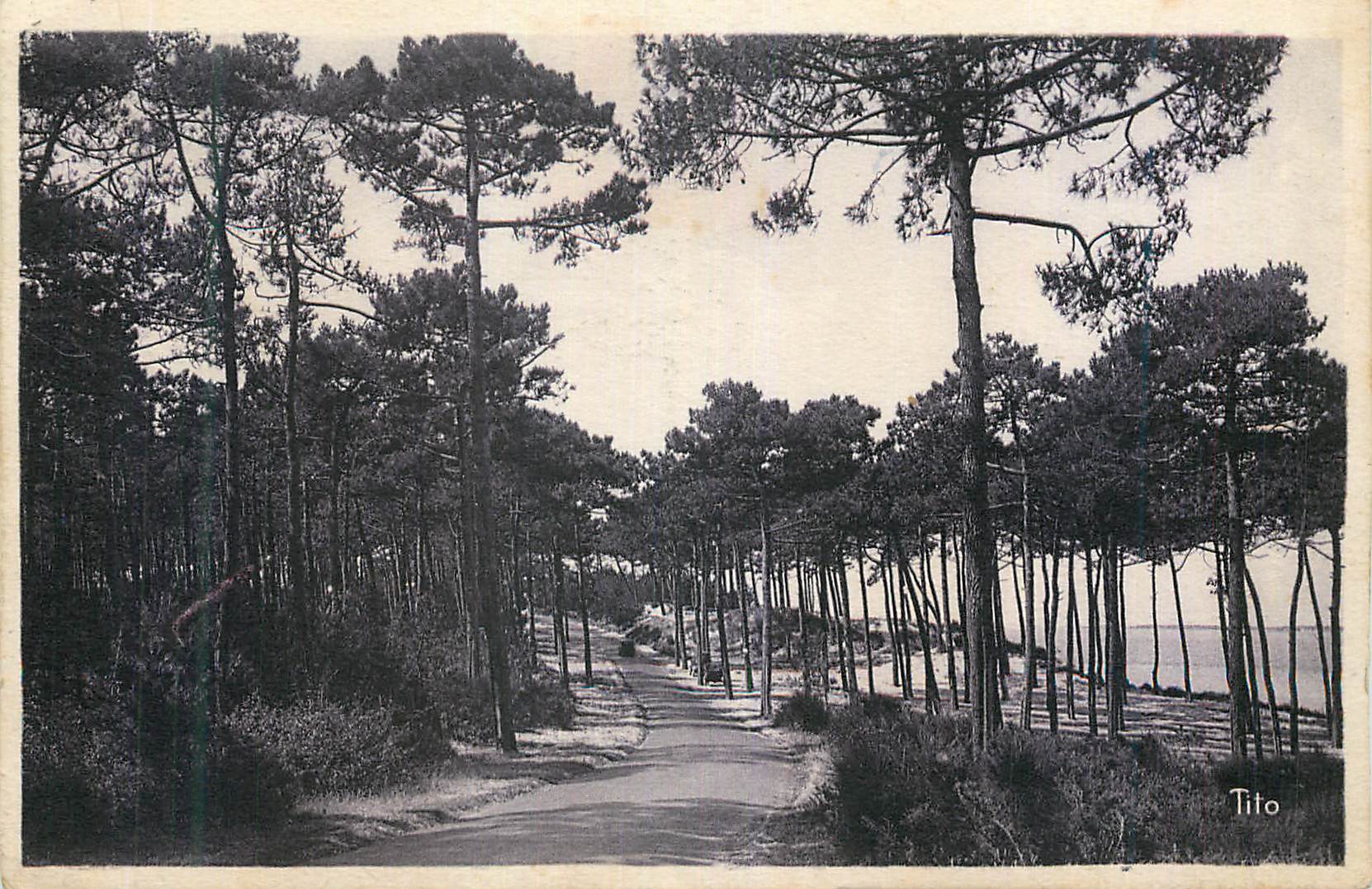 Route bordée de pins — vue côtière — Tito