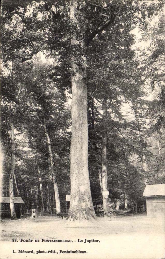 Wald von Fontainebleau - Le Jupiter — L. Ménard, Foto-Verlag, Fontainebleau