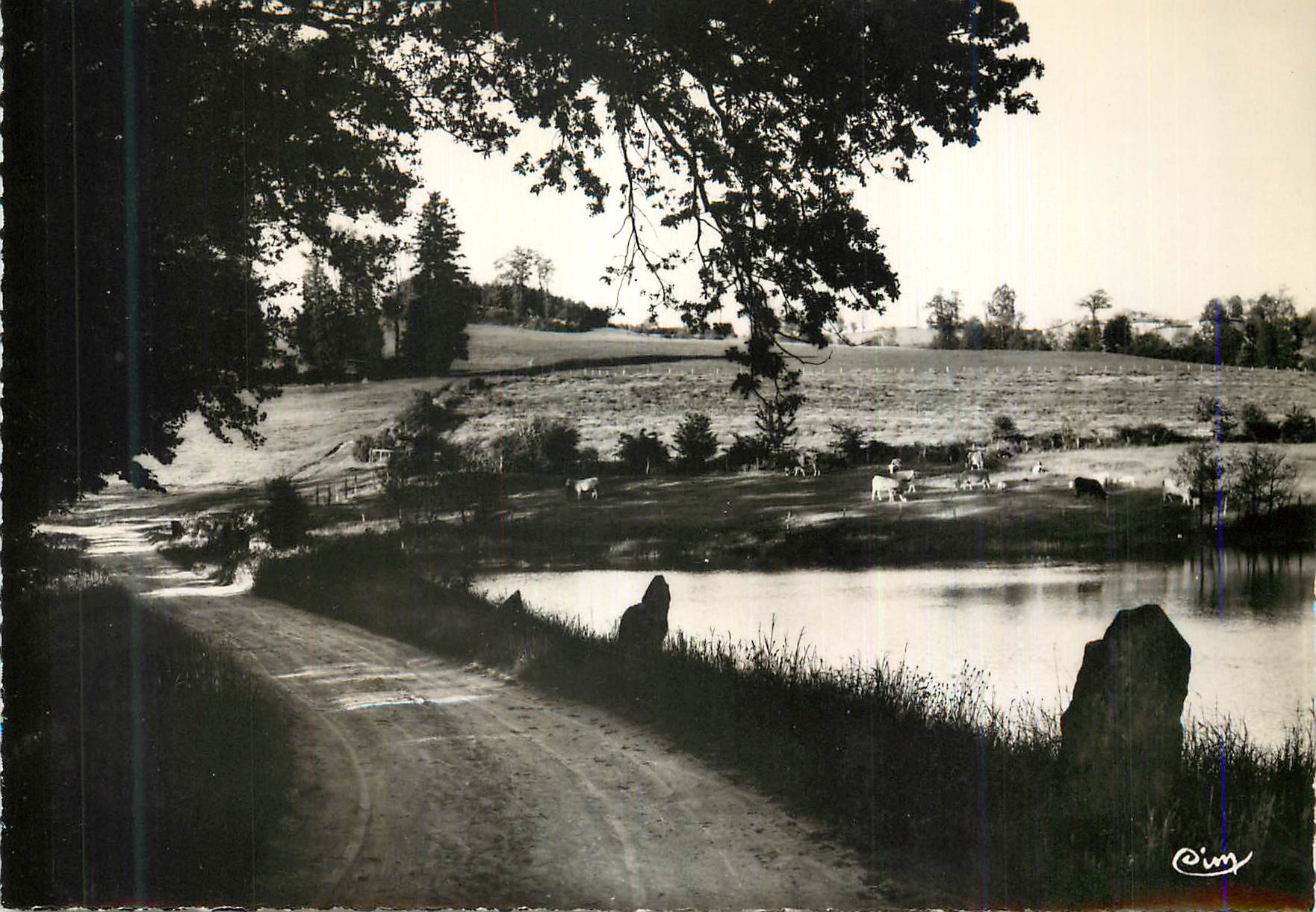 Landschaft mit Teich — Weg und Kühe — Cim