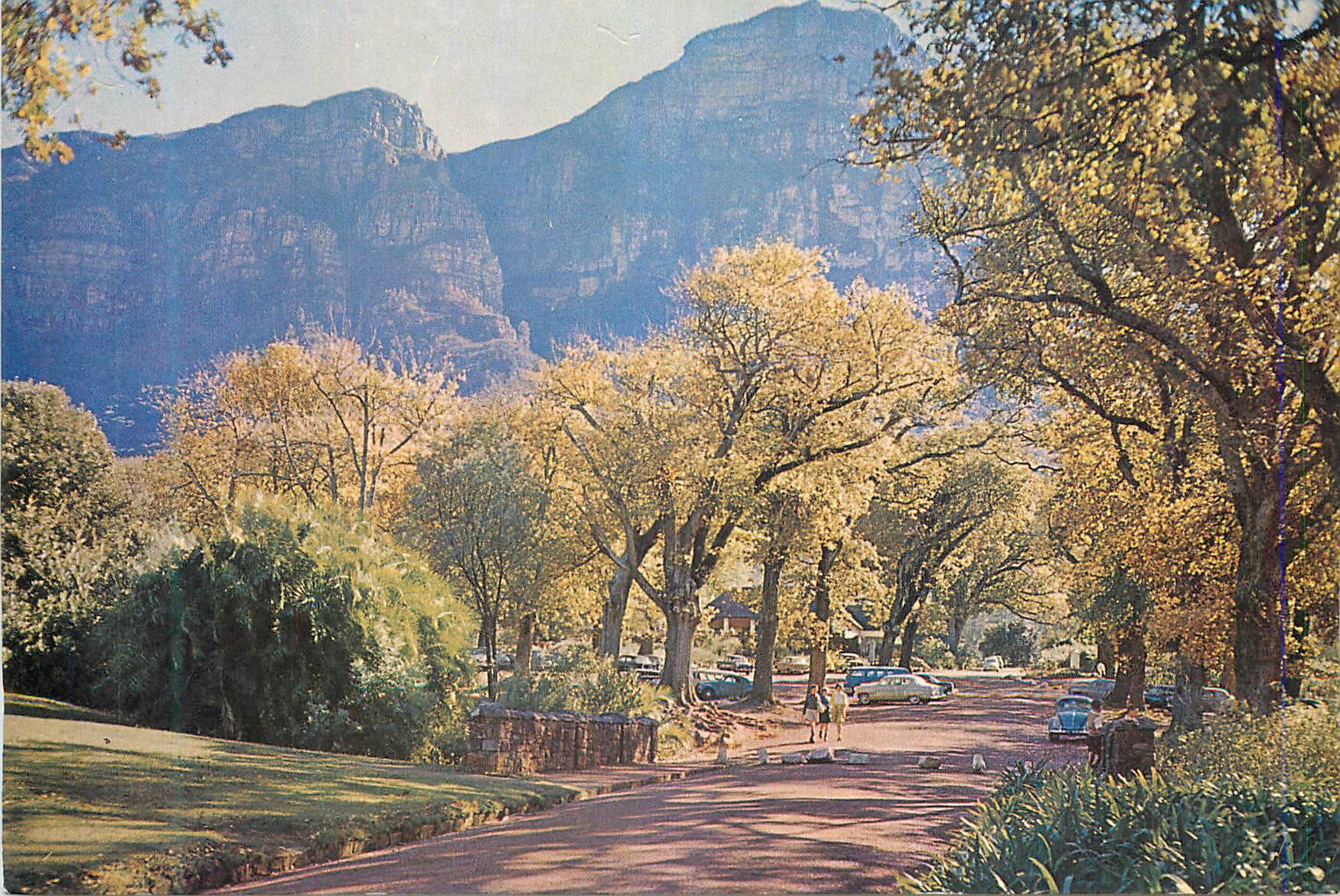 CPM A Sylvan Setting at Kirstenbosch Cape Under the Bridge in the left Foreground flows the Liesbeek River