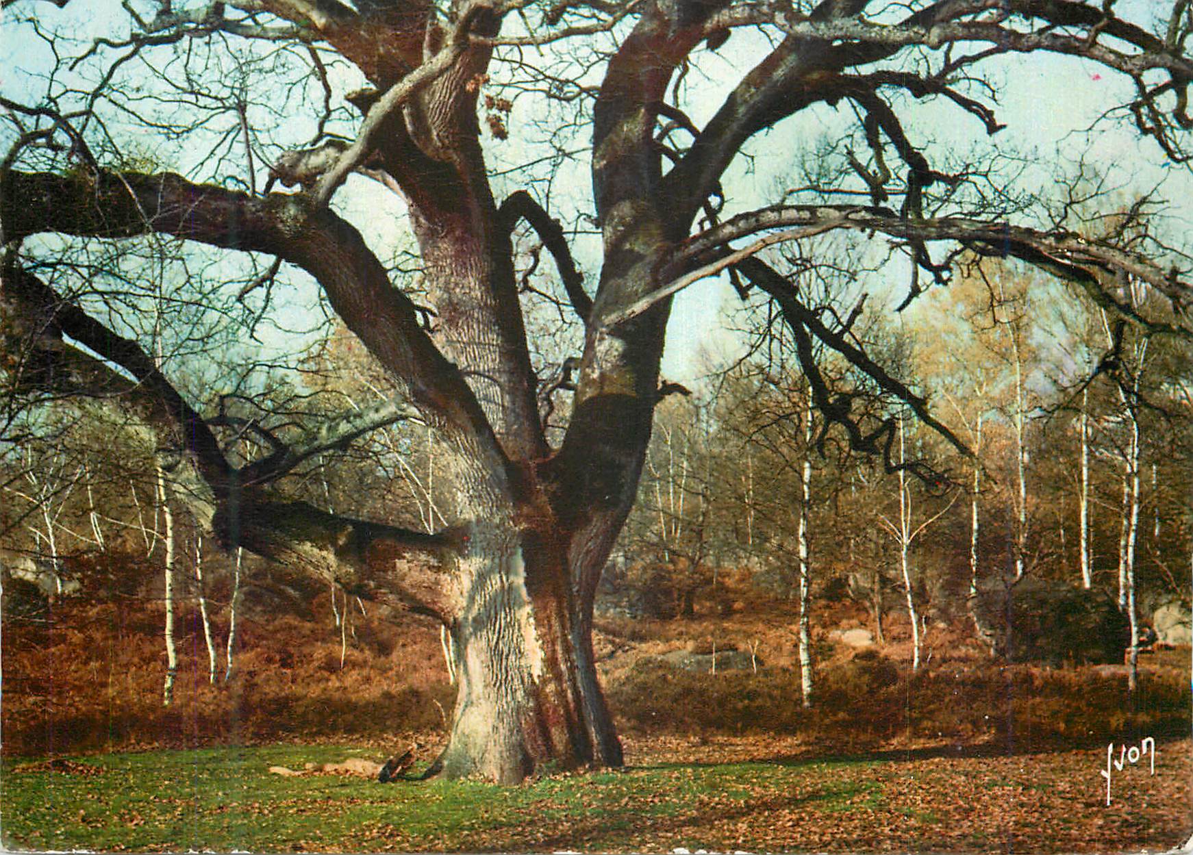 Grand chêne dénudé — forêt de bouleaux — J. Von