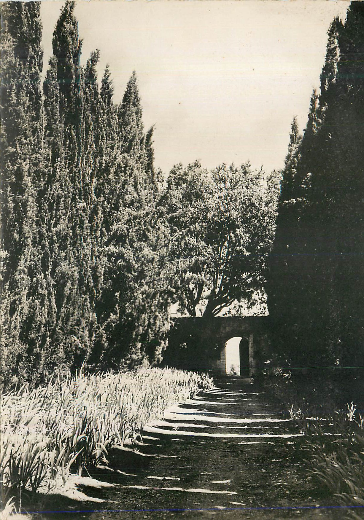 Allée de cyprès menant à un portail — vue de jardin — éditeur non identifié