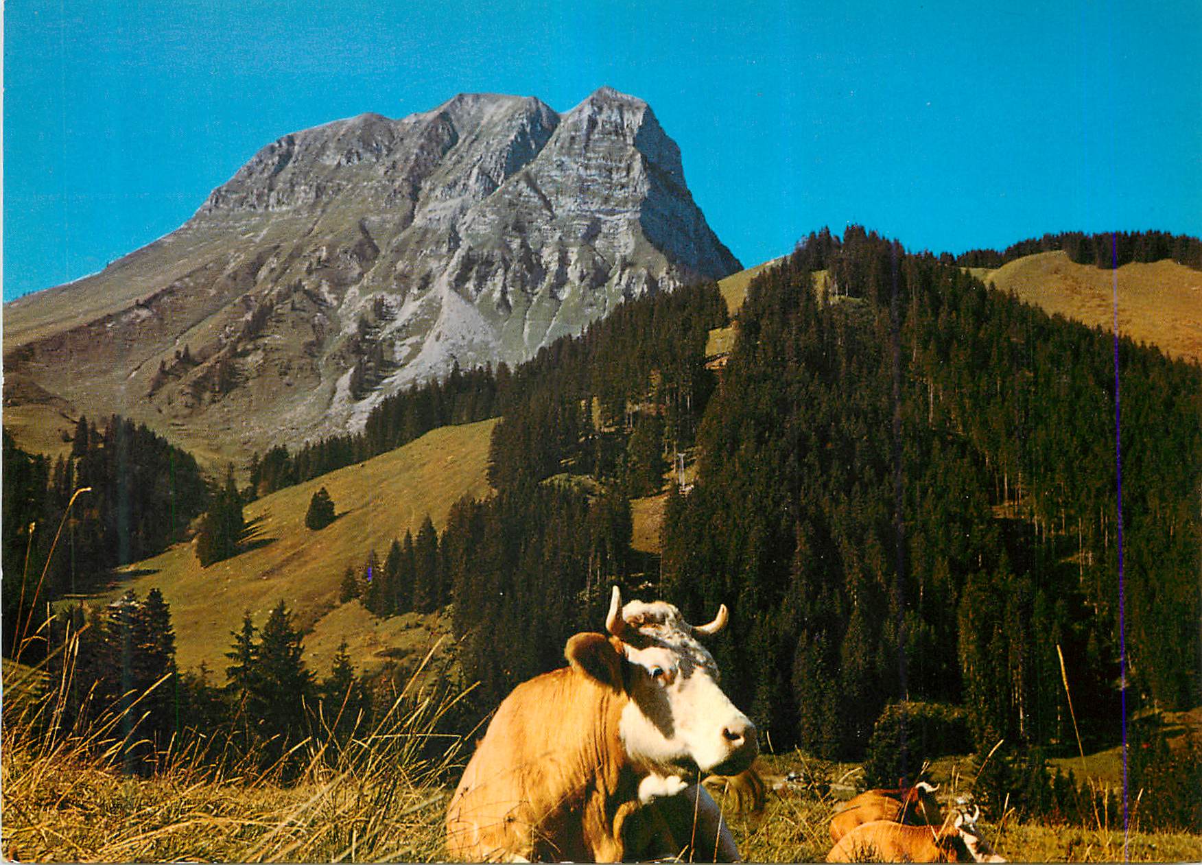 CPM Le Moleson en Gruyeres Vache