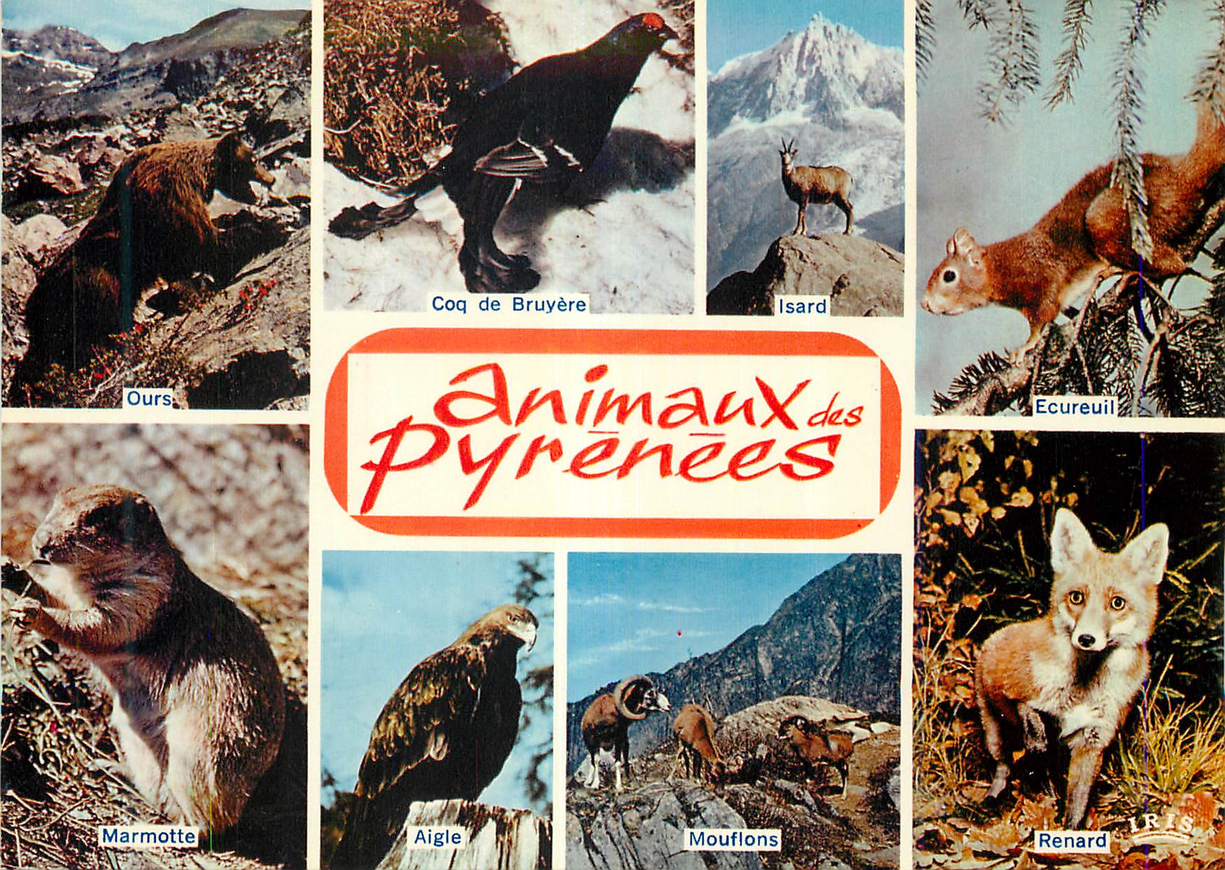 CPM Animaux des Pyrenees Ours Coq de Bruyere Isard Ecureuil Marmotte Aigle Mouflons Renard