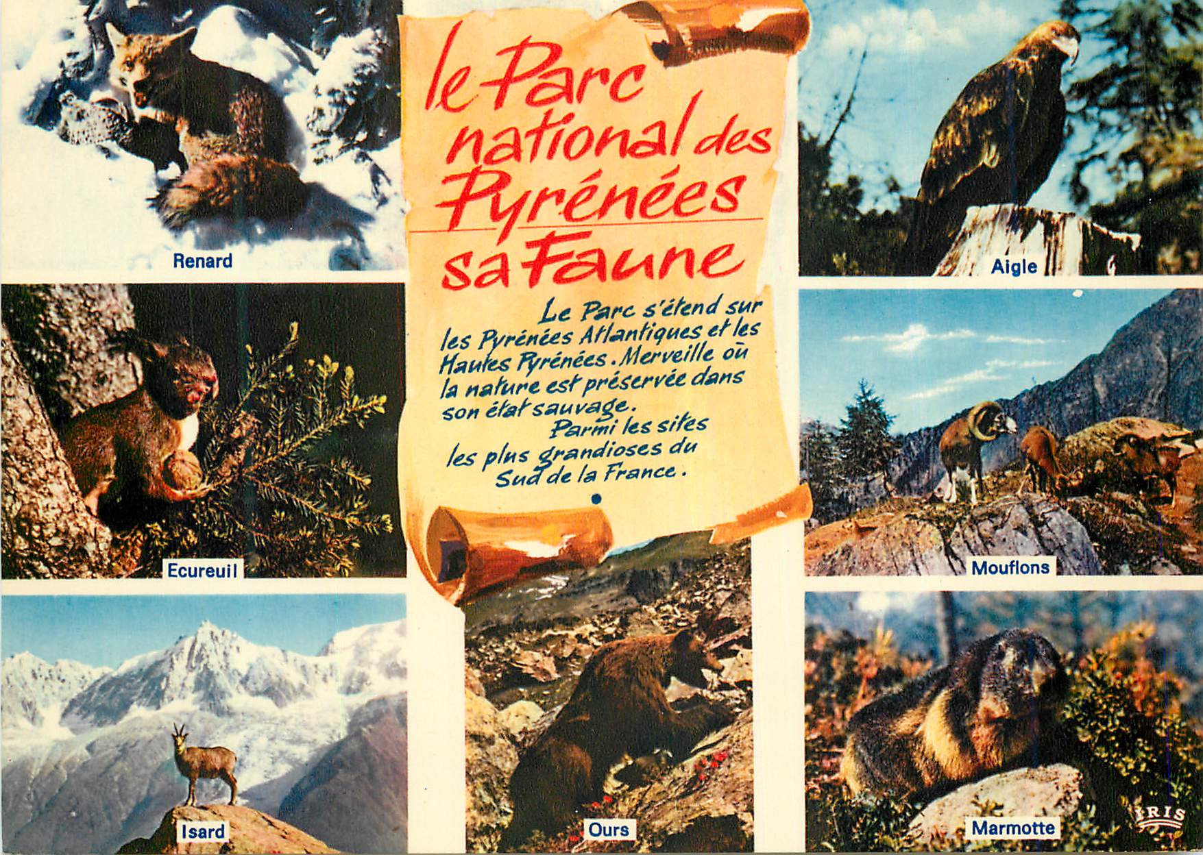 CPM Les Parc National des Pyrenees sa Faune Renard Aigle Ecureuil Mouflons Isard Ours Marmotte