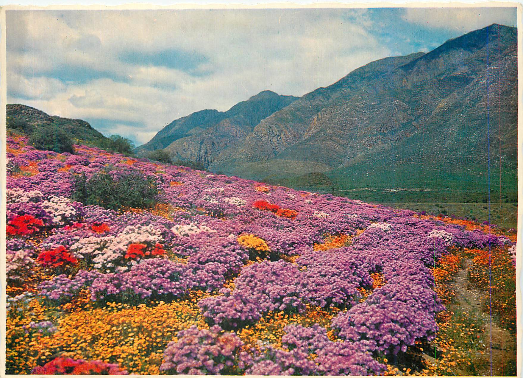 CPM Floral Carpet at Montagu Nature Garden in Spring Cape South Africa