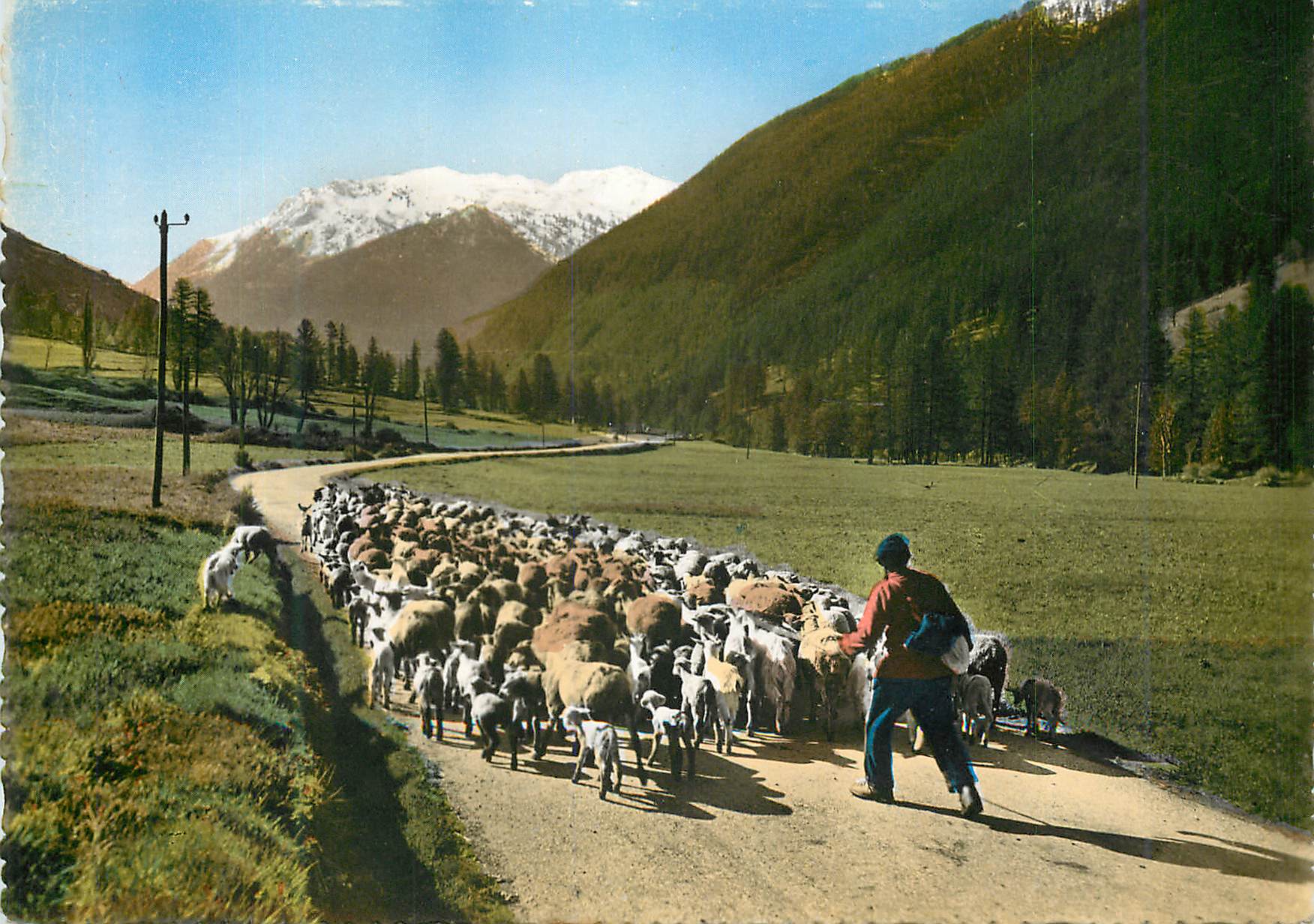 CPM Paysages Alpestres Chant Pastoral Berger Moutons