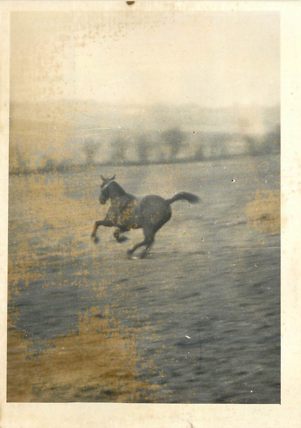 Photo Cheval