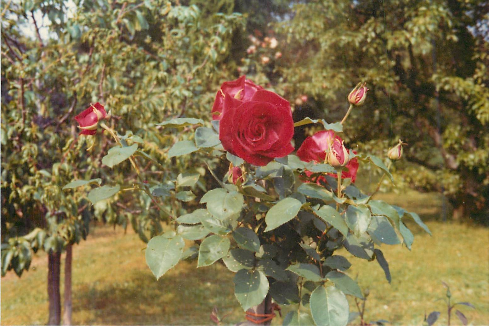 Photo Roses