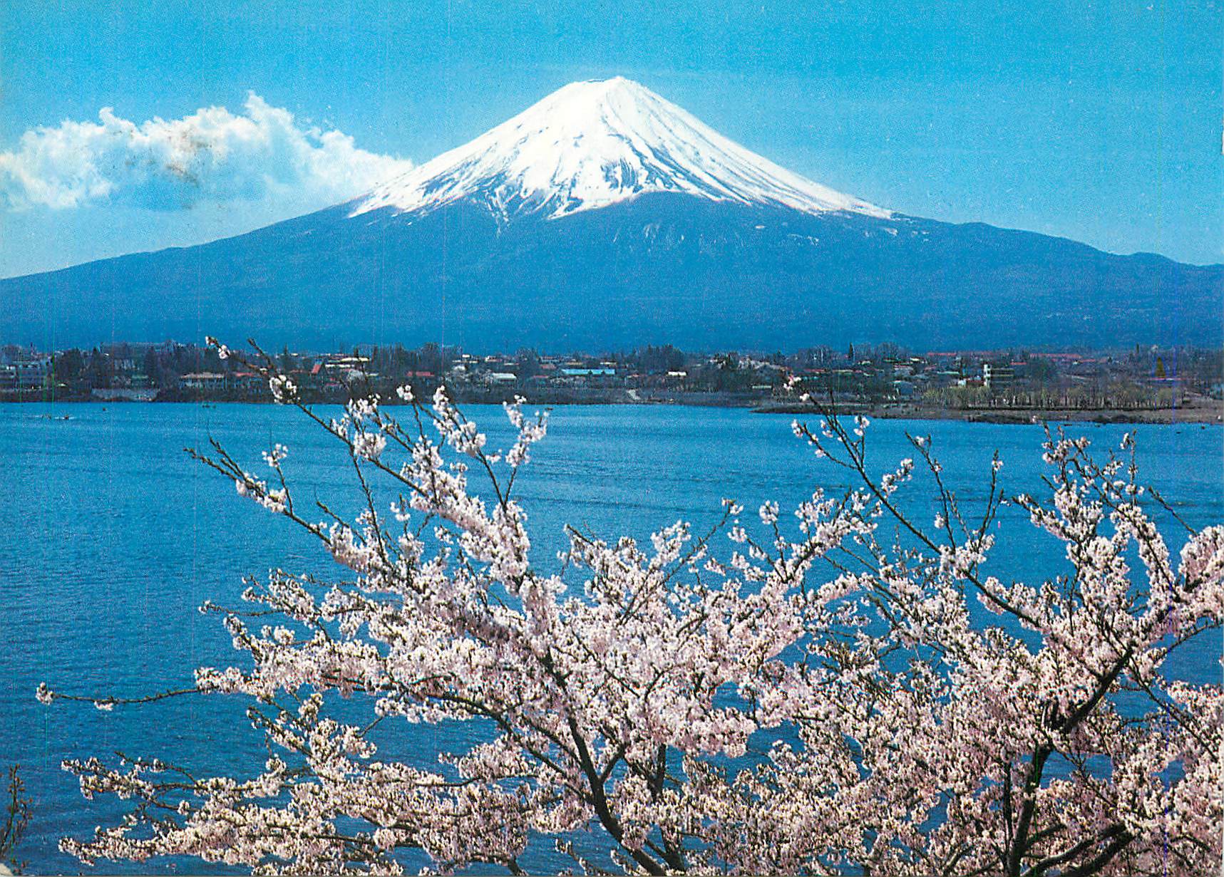 CPM Fuji and Cherry Blossoms The Symbols of Japan