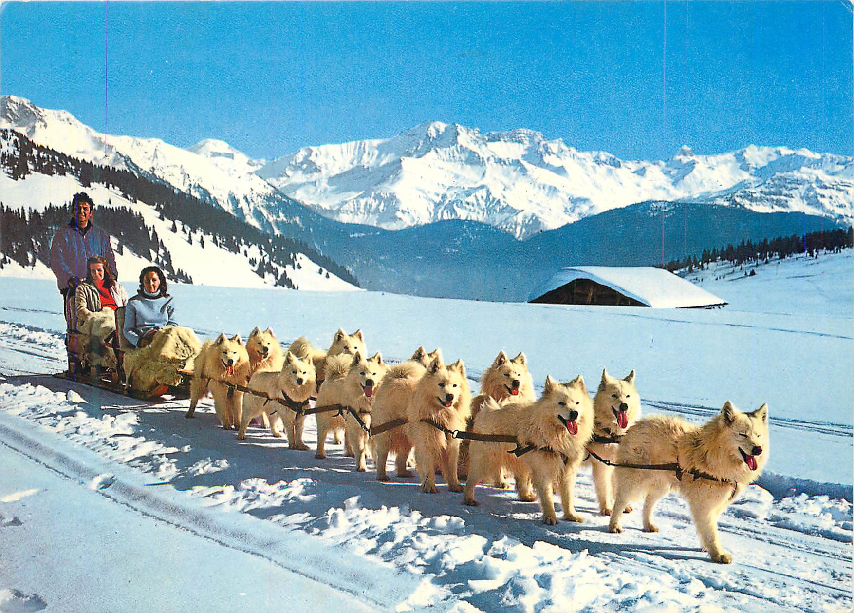 CPM Au Col des Saisies (Savoie) Neige et Soleil Attelage de Chiens Samoyedes