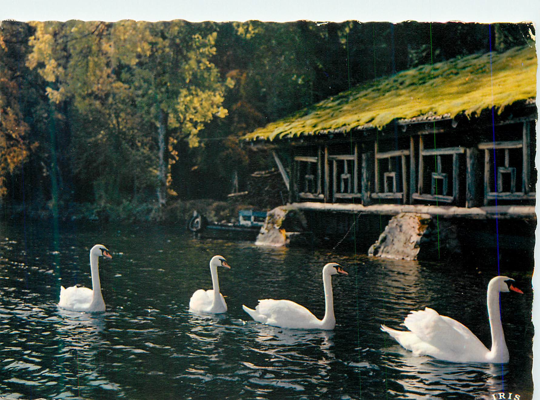 CPM Les Vosges Pittoresques Gerardmer les Cygnes du Lac