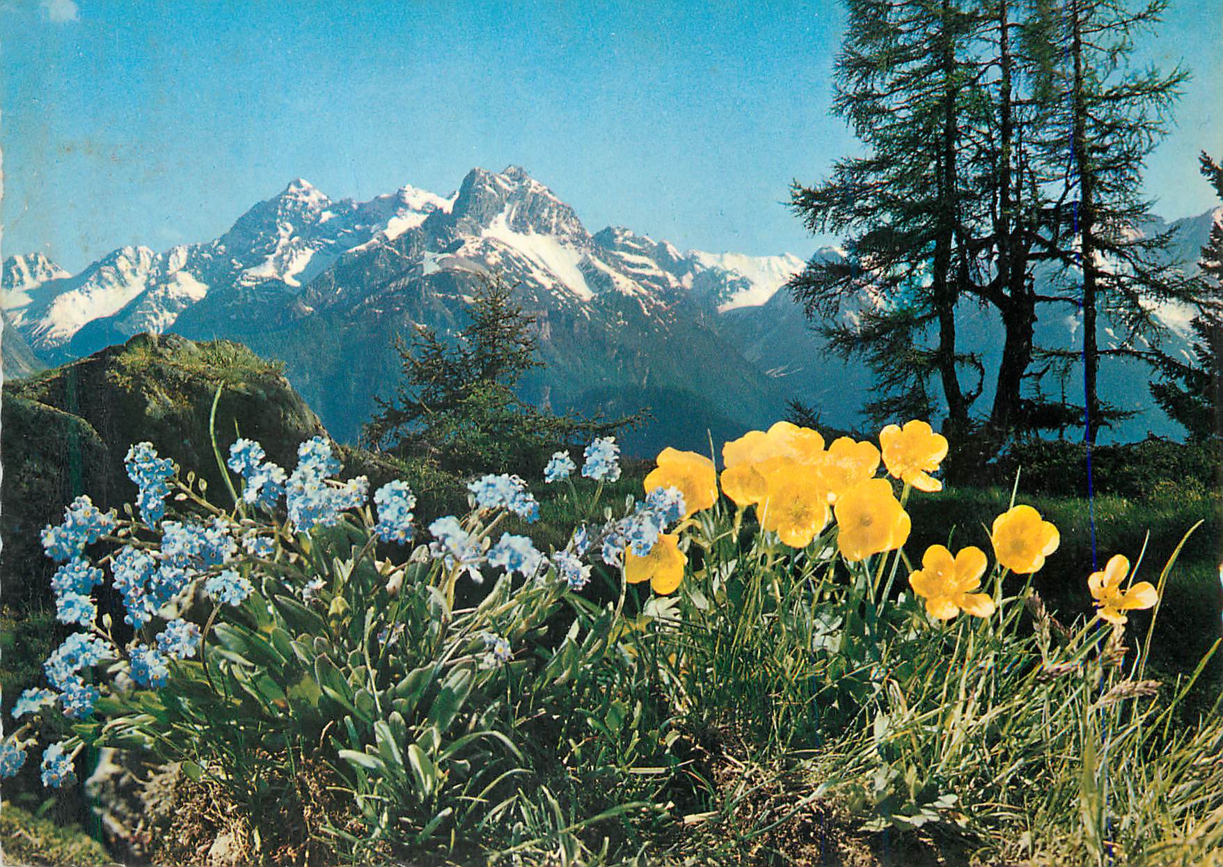 CPM Alpenblumen