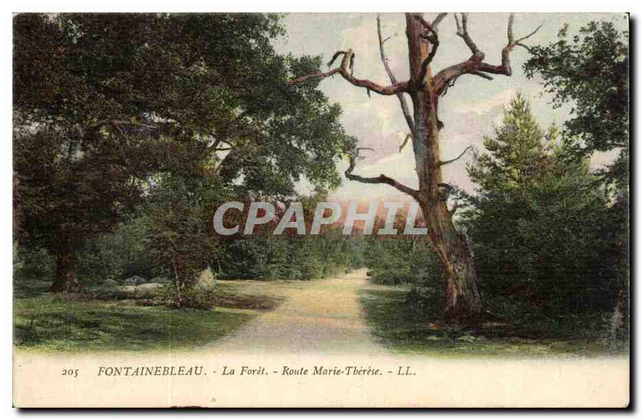 Fontainebleau - Die Forêt - Route Marie-Thérèse - LL. - n°205