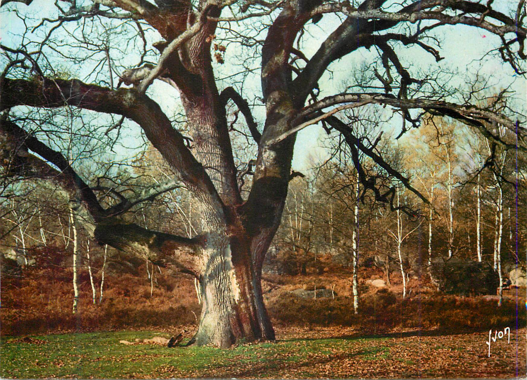 Grande quercia nuda — foresta di betulle — JvON