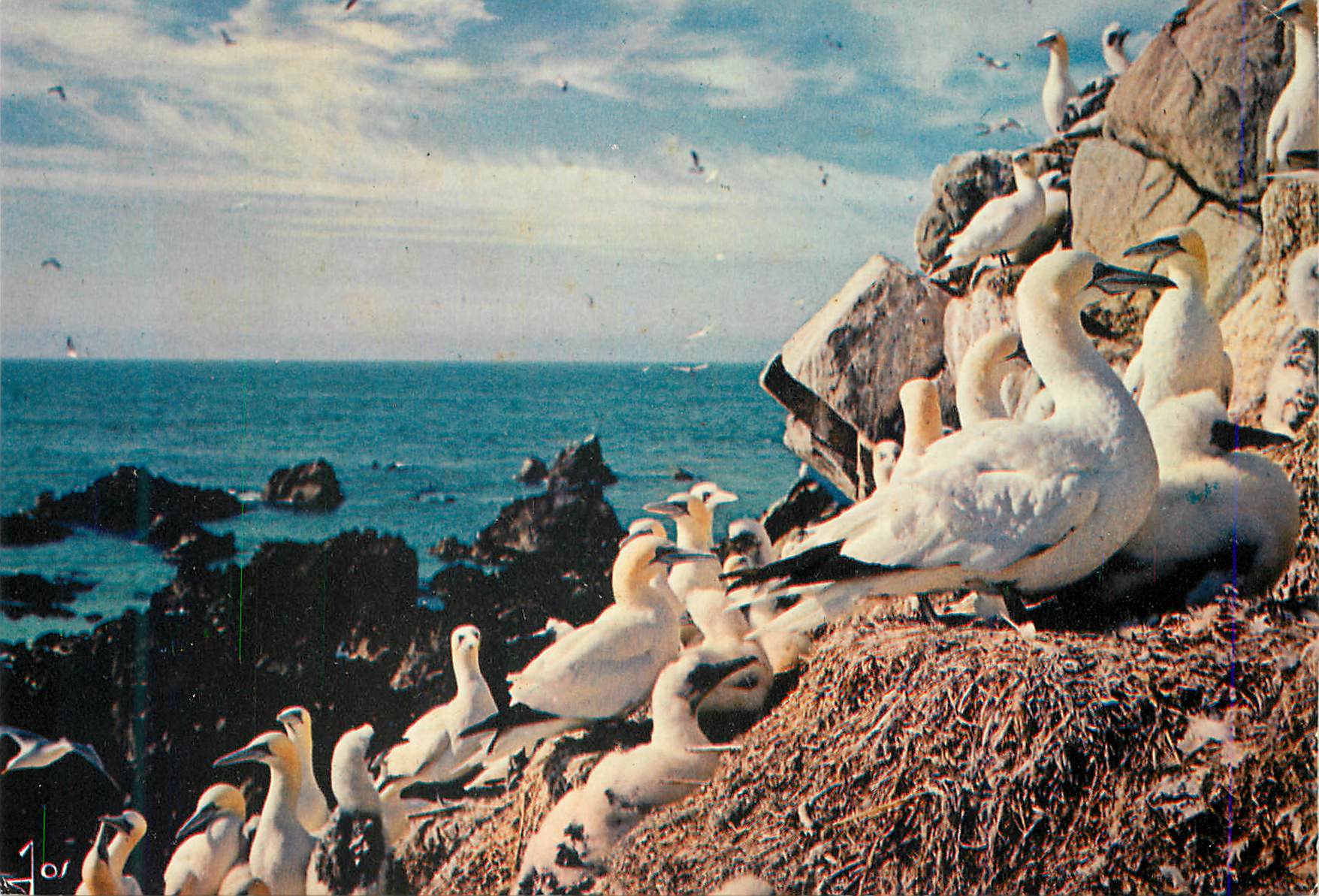 CPM Oiseaux de Bretagne La Bretagne en Couleurs Fous de Bassans dans la Reserve des Sept Iles