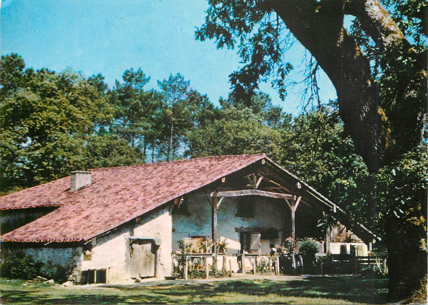 CPM Paysage Landais Jolie Forme Landaise