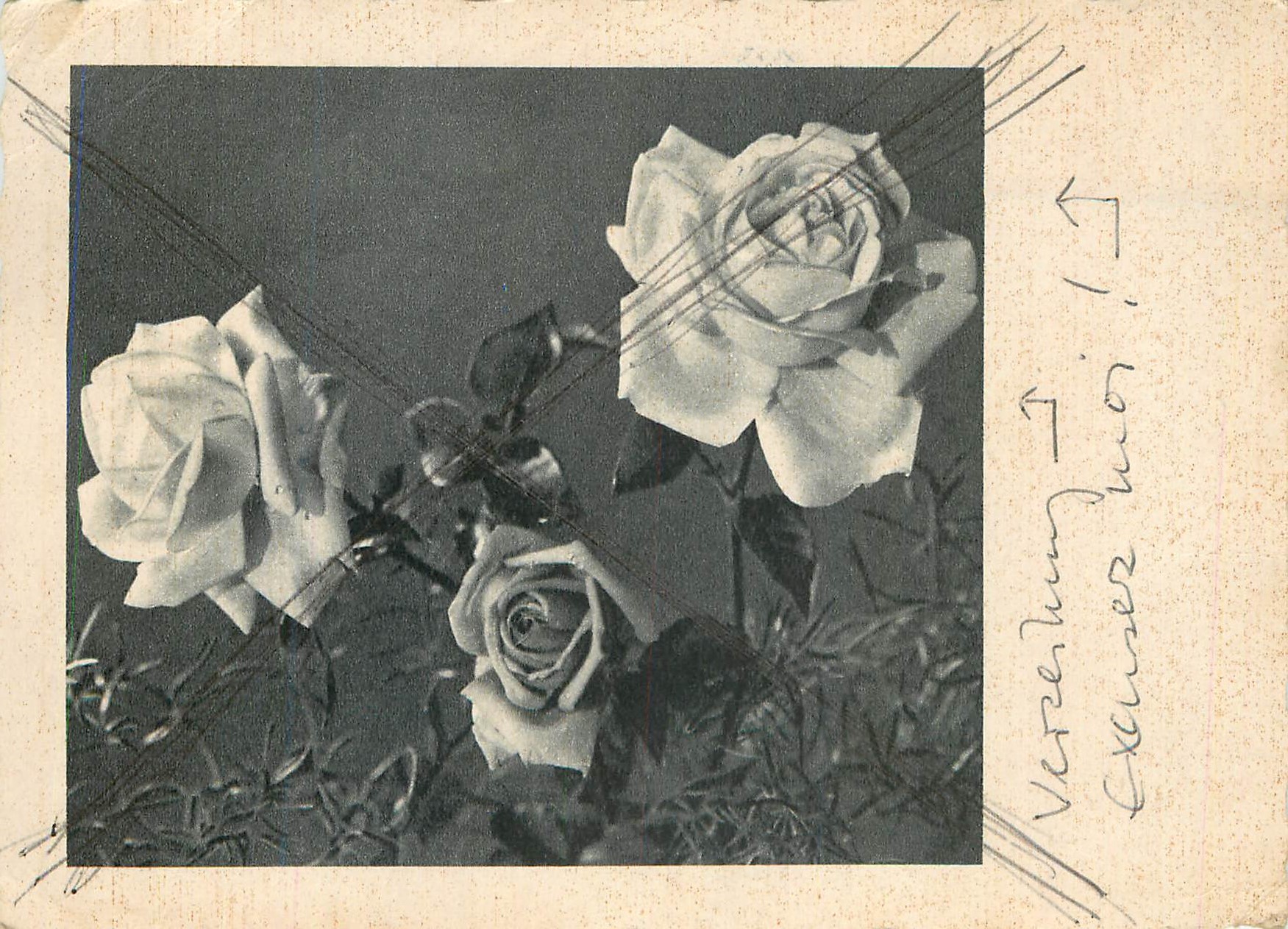 CPM Fleurs