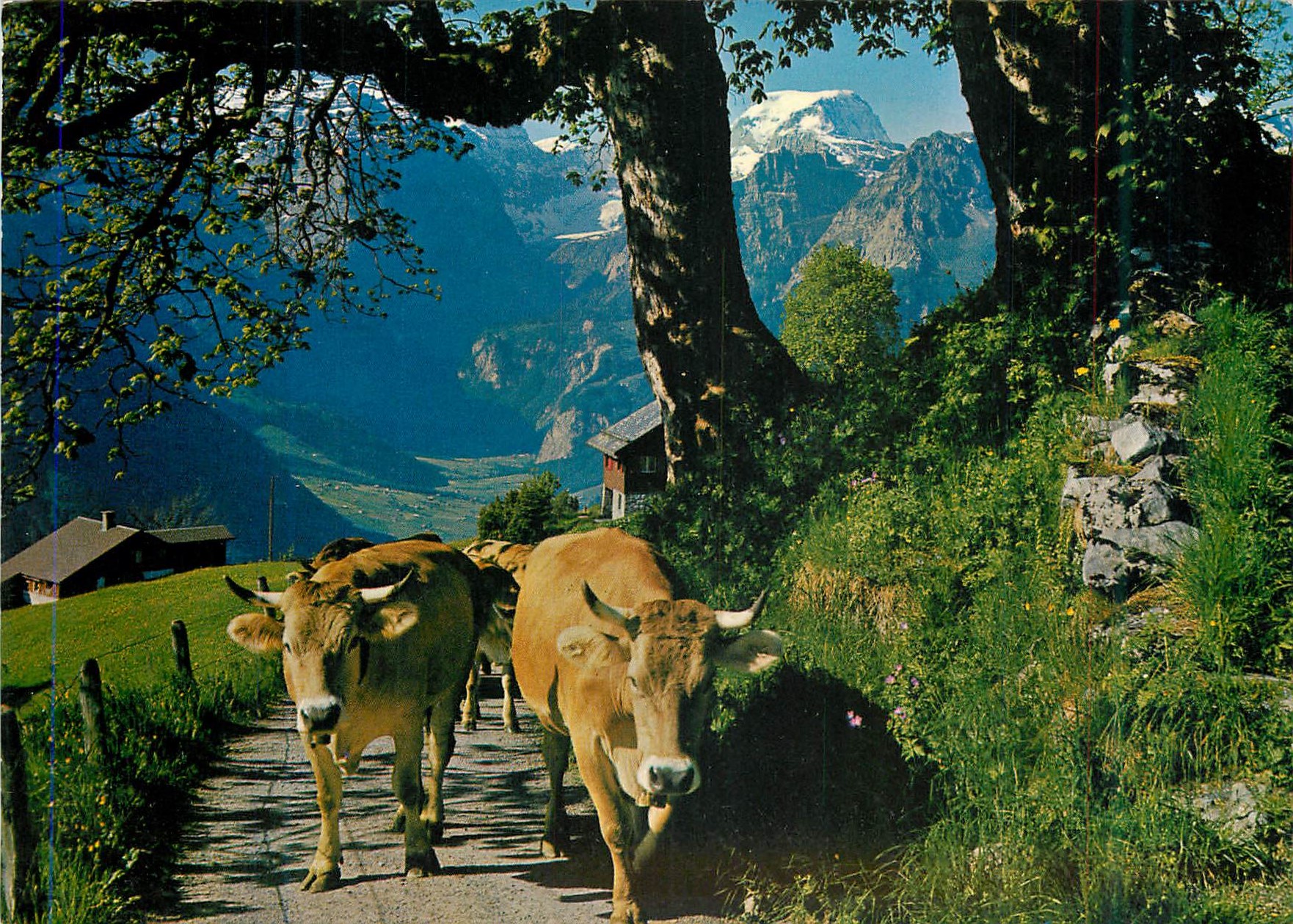 CPM Braunwald Der autofreie Ferienort der Ostschweiz Am Weg zur Braunwald Alp
