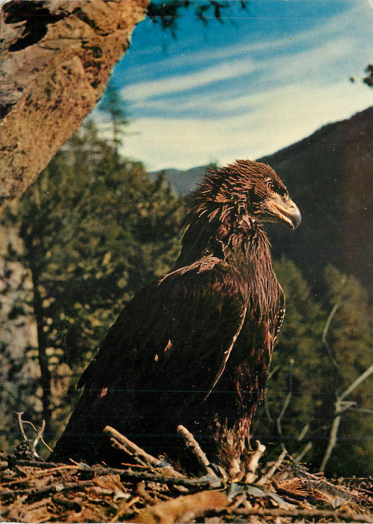 CPM Aigle