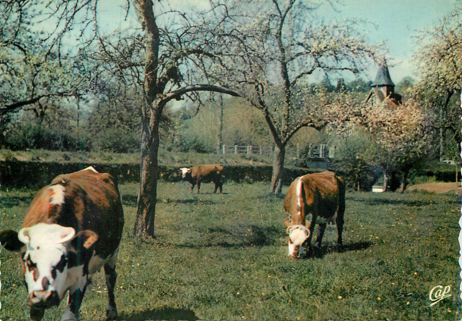 CPM La Normandie Paysage Normand et Pommiers en Fleurs Vaches