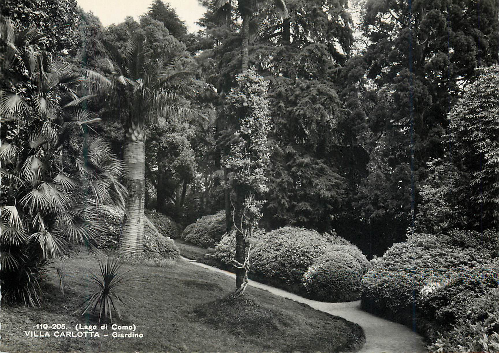 CPM (Lago di Como) Villa Carlotta Giardino