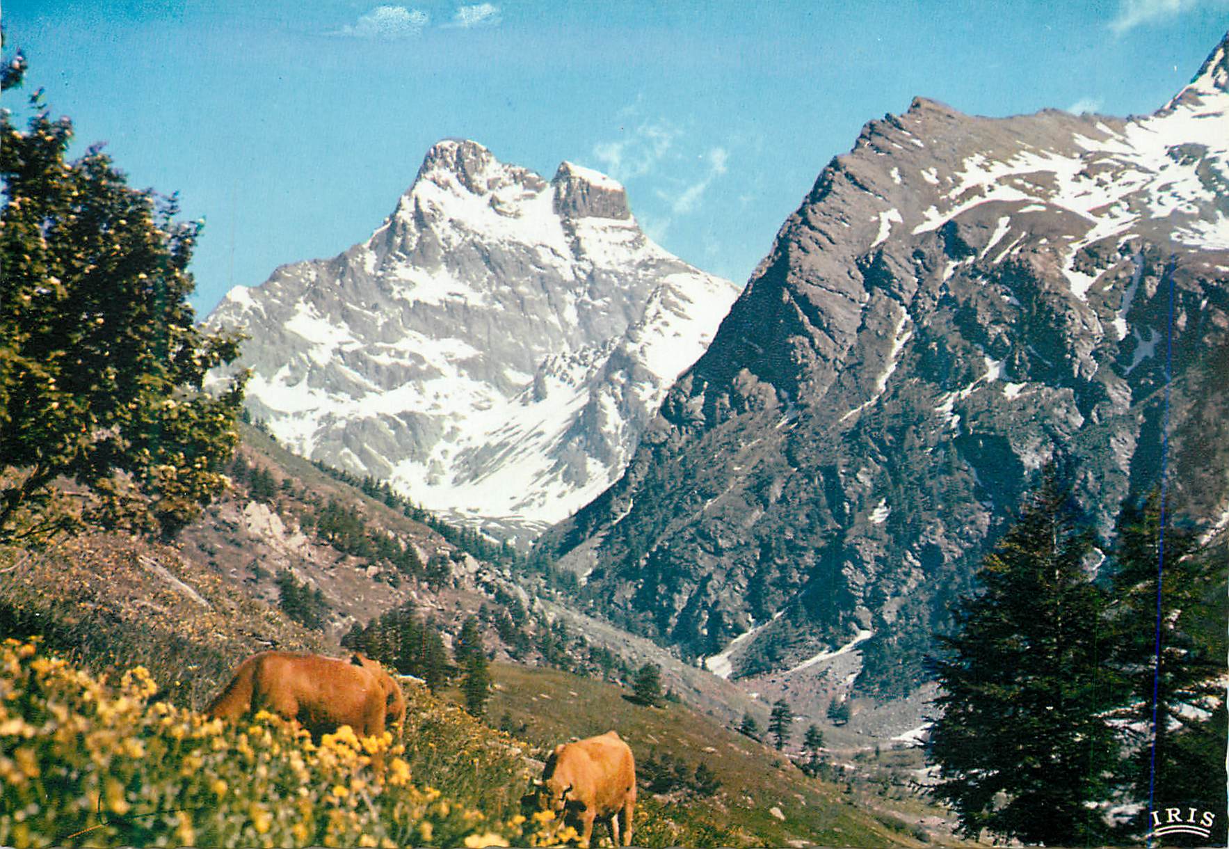 CPM Dans les Alpages du Mont Viso Vaches