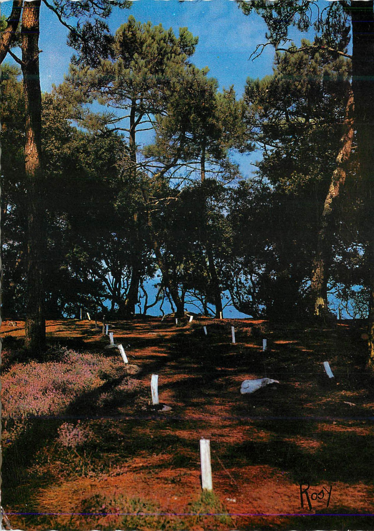 CPM La Vende Noirmoutier Dans les Bruyeres du Bois Vue Sur la Mer