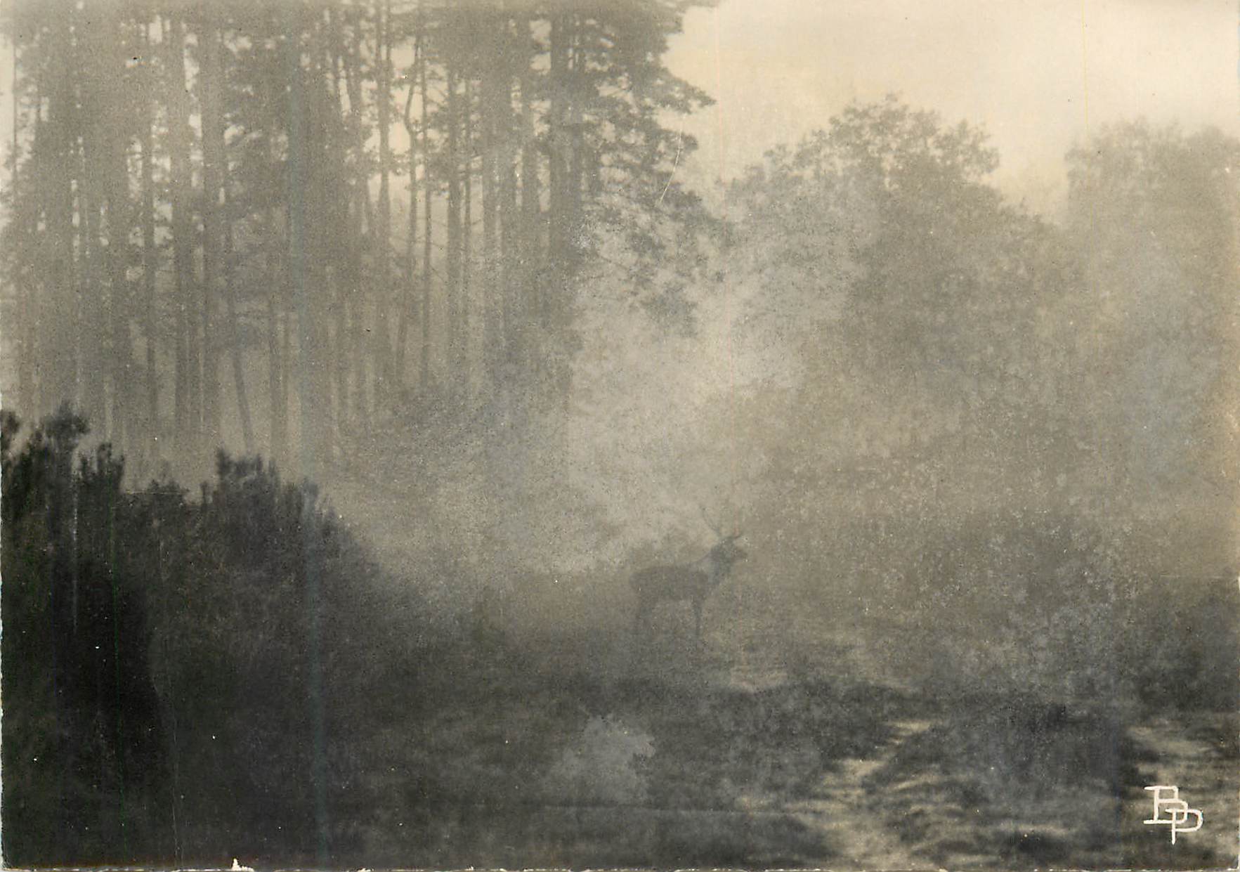 CPM Foret de France Brume Matinale