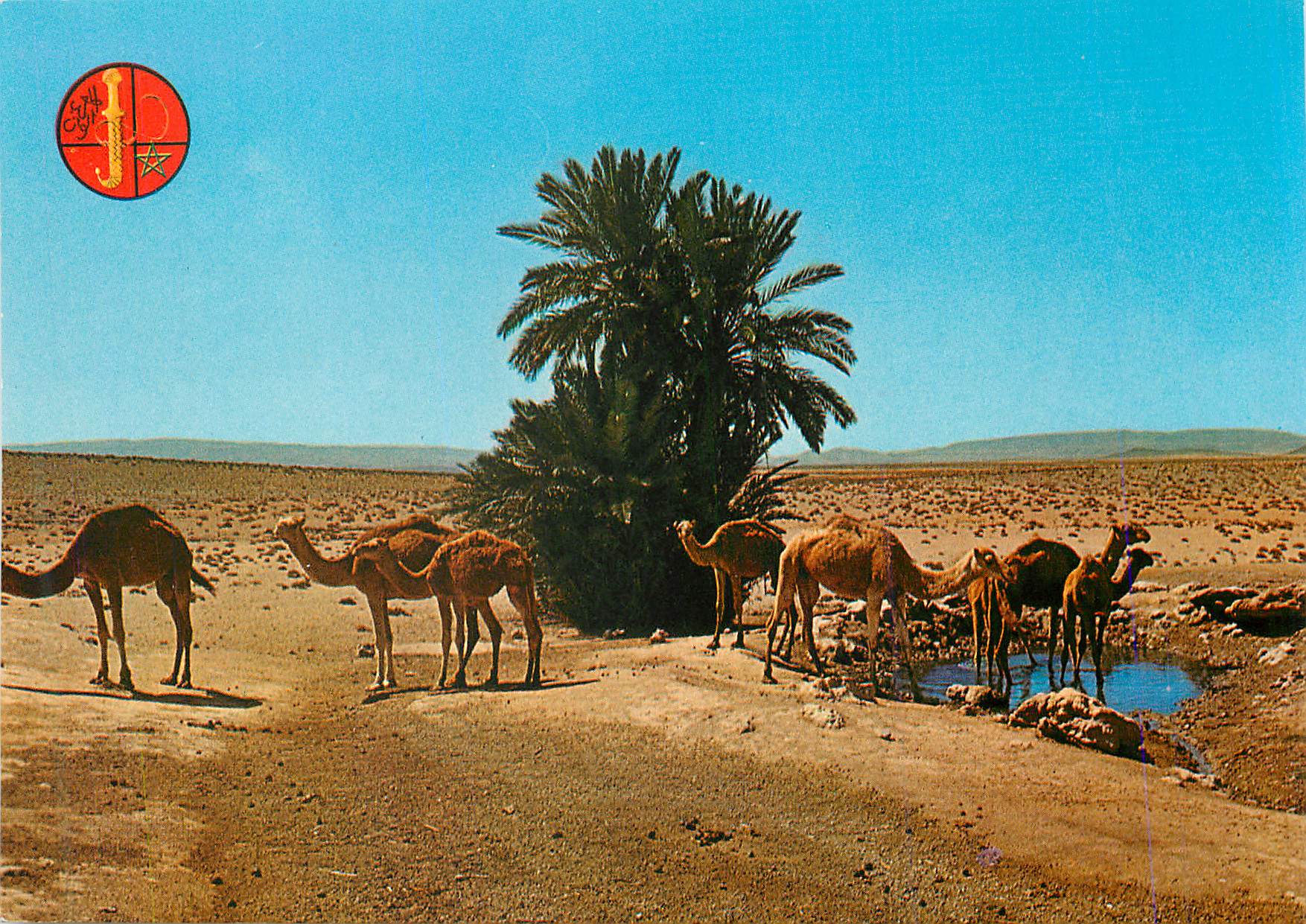 CPM Chameaux a la Source (Oasis du Nord Sahara)