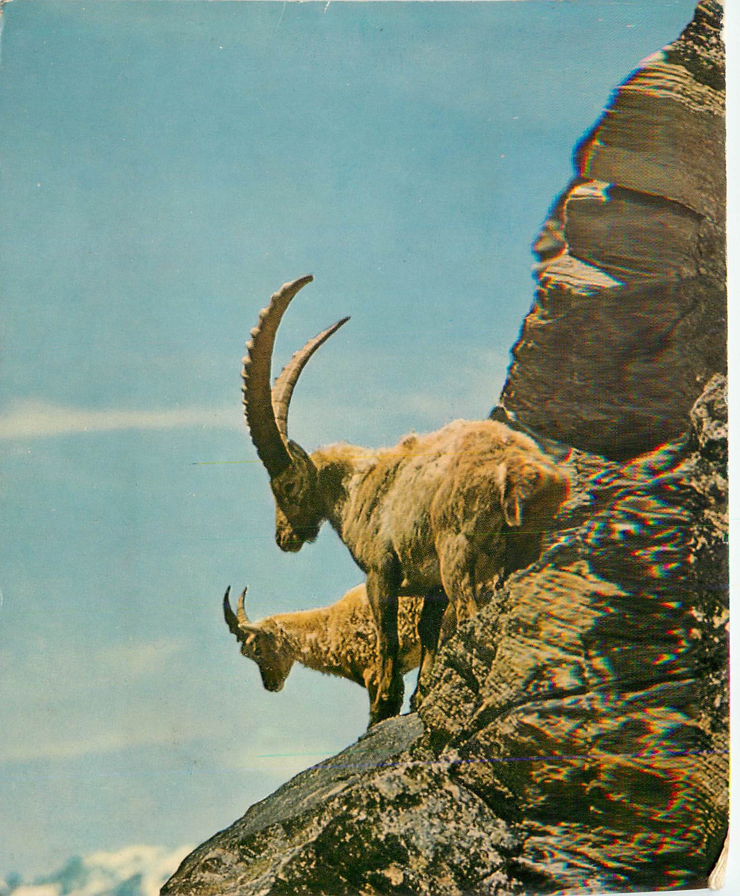 CPM Les Bouquetins Ibexes