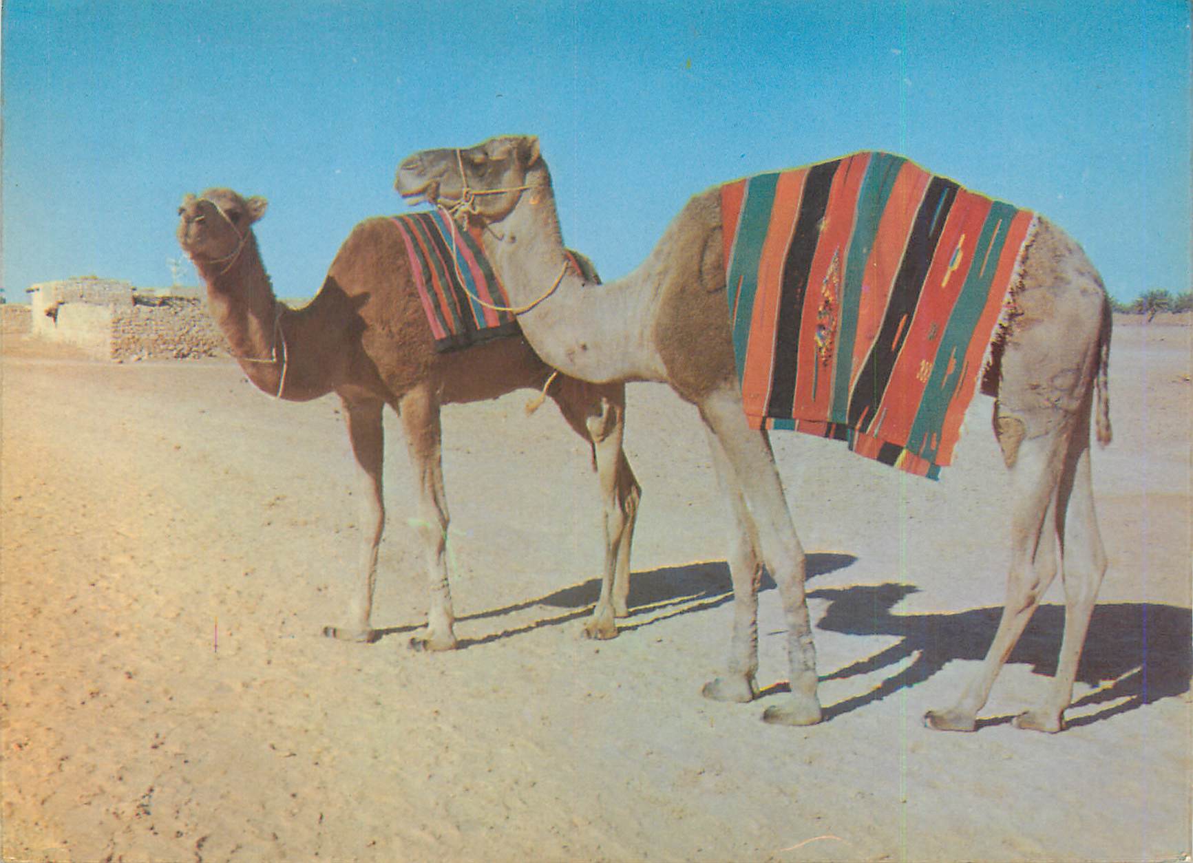 CPM Couleurs et Lumieres d'Algerie Sahara Dromadaires Chameau
