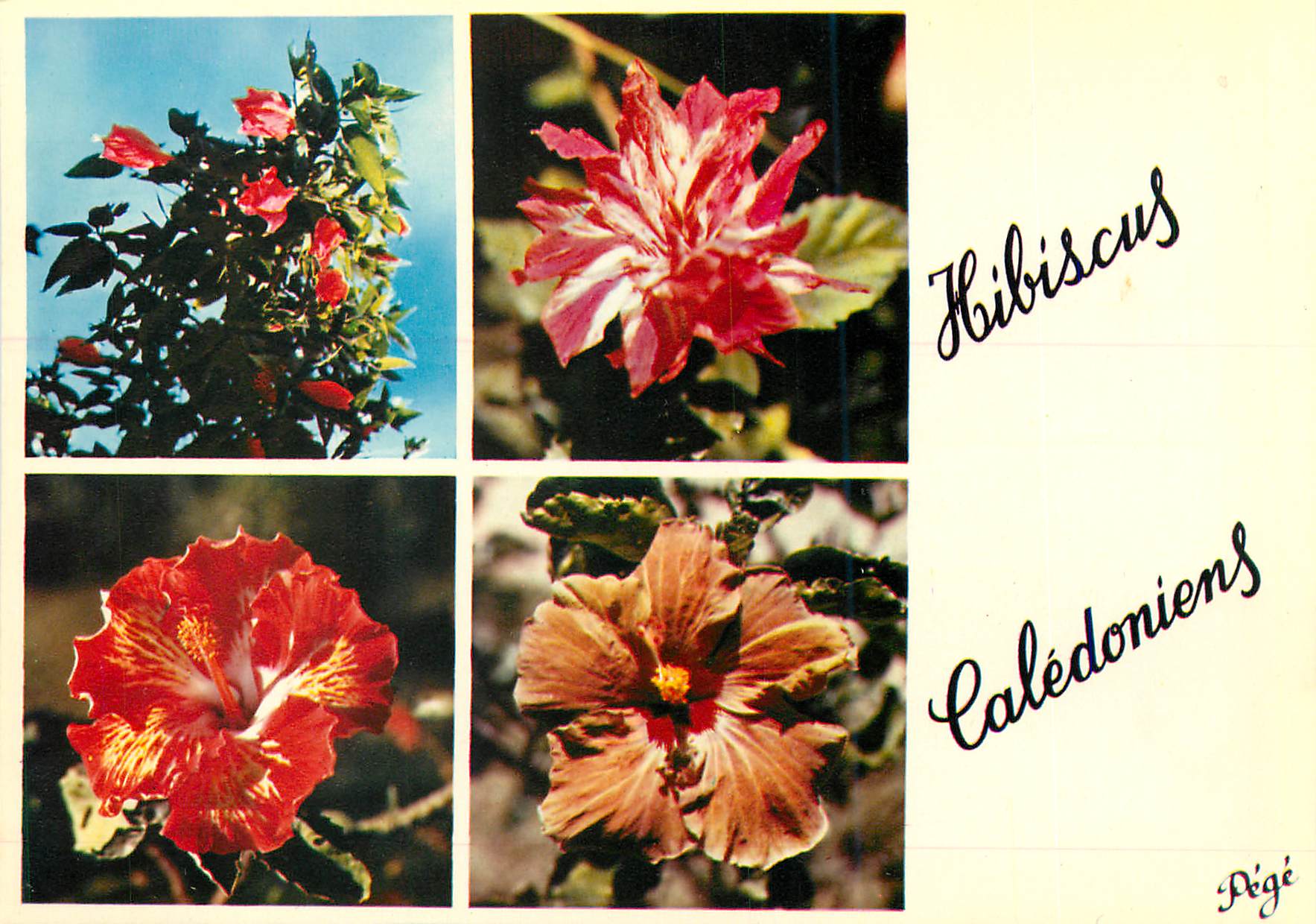 CPM Fleurs de Caledonie Hibiscus