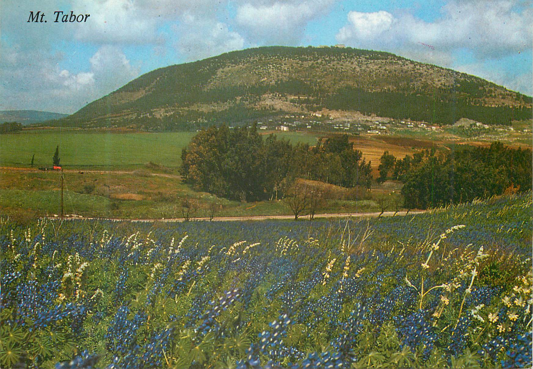 Mt. Tabor — vue panoramique avec champs de fleurs — éditeur non identifié
