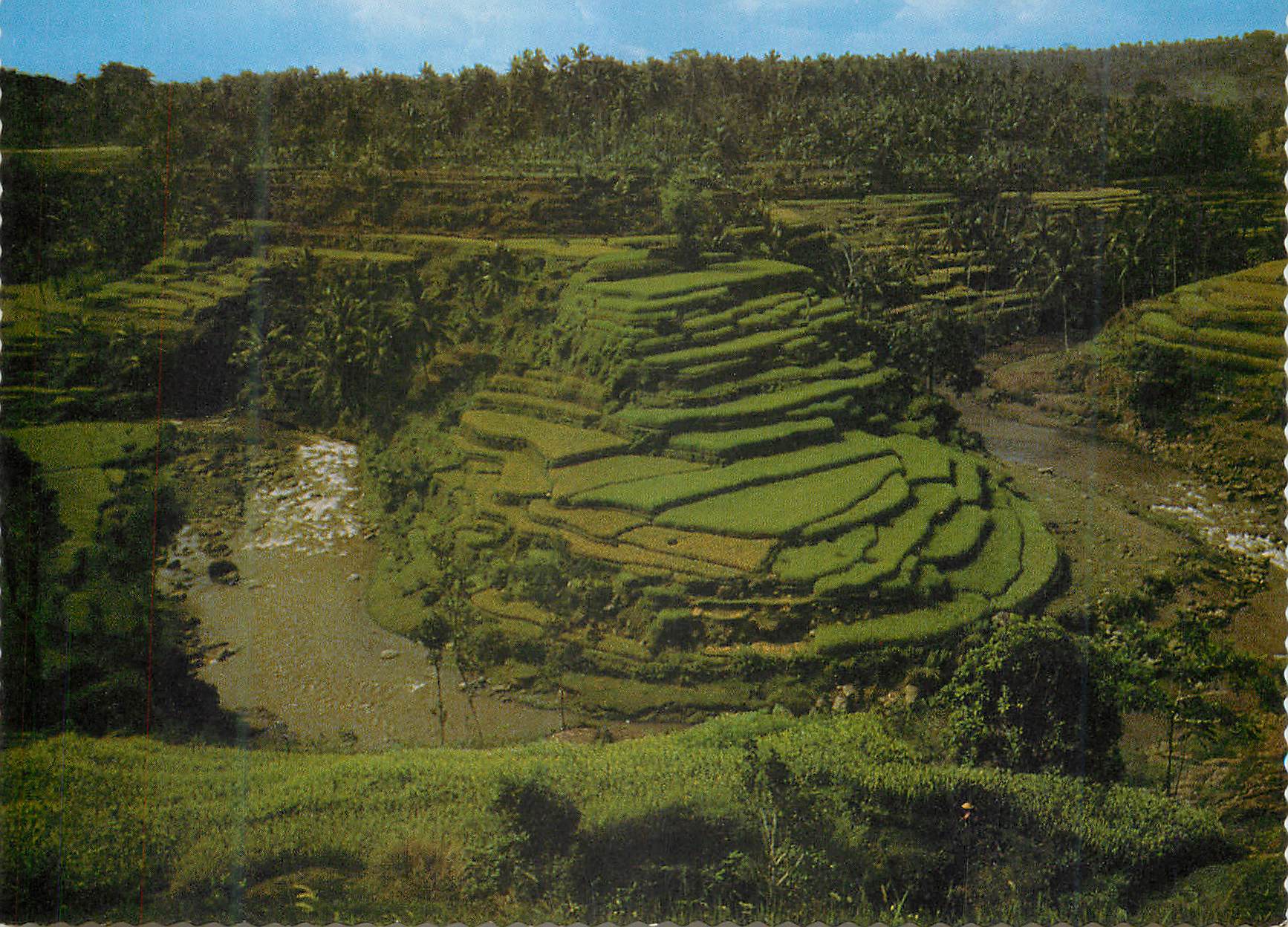 CPM One of the Beautiful Rice Fields on Bali