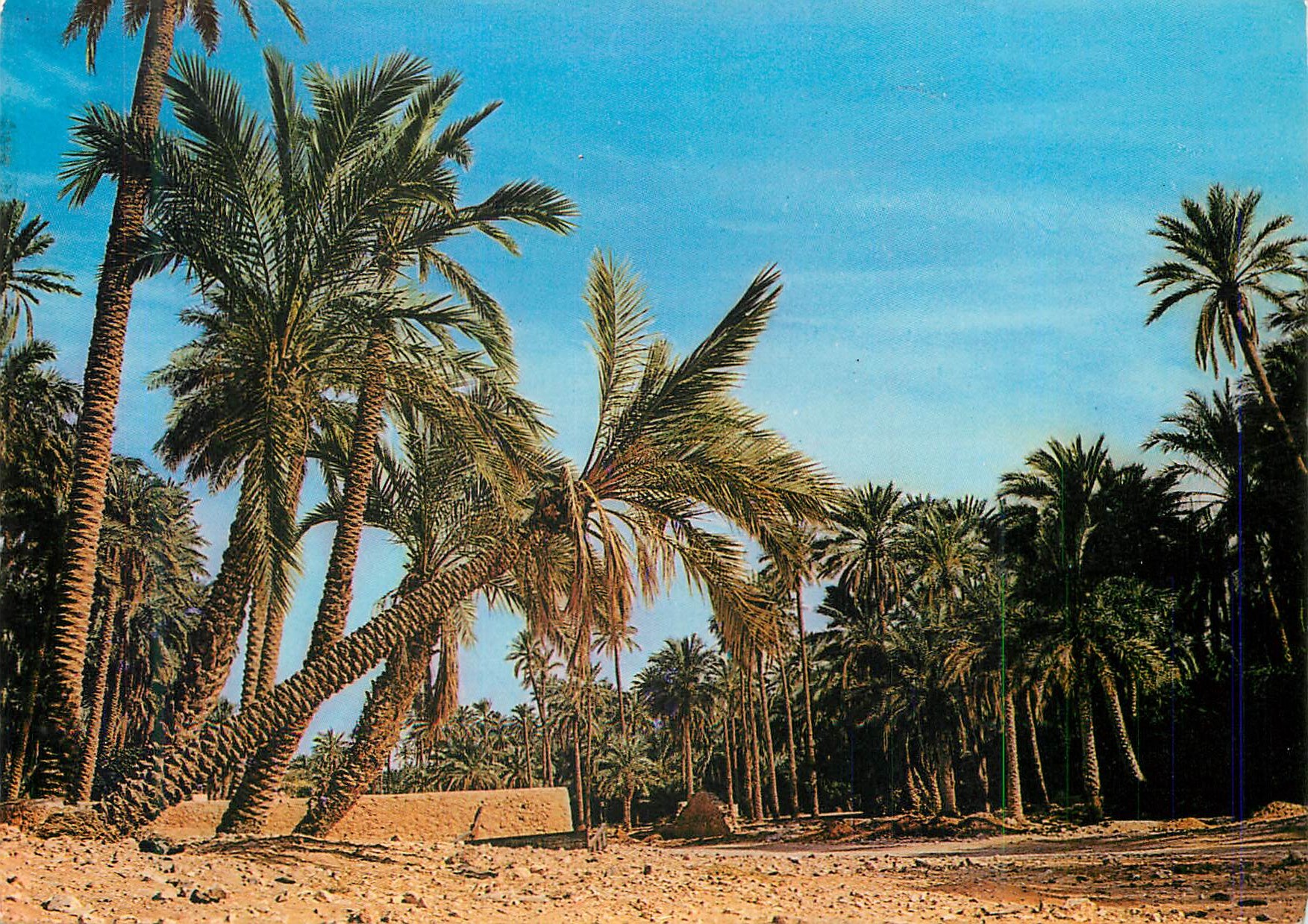 Palmiers en oasis — Égypte — Éditeur non identifié, n° de série non visible