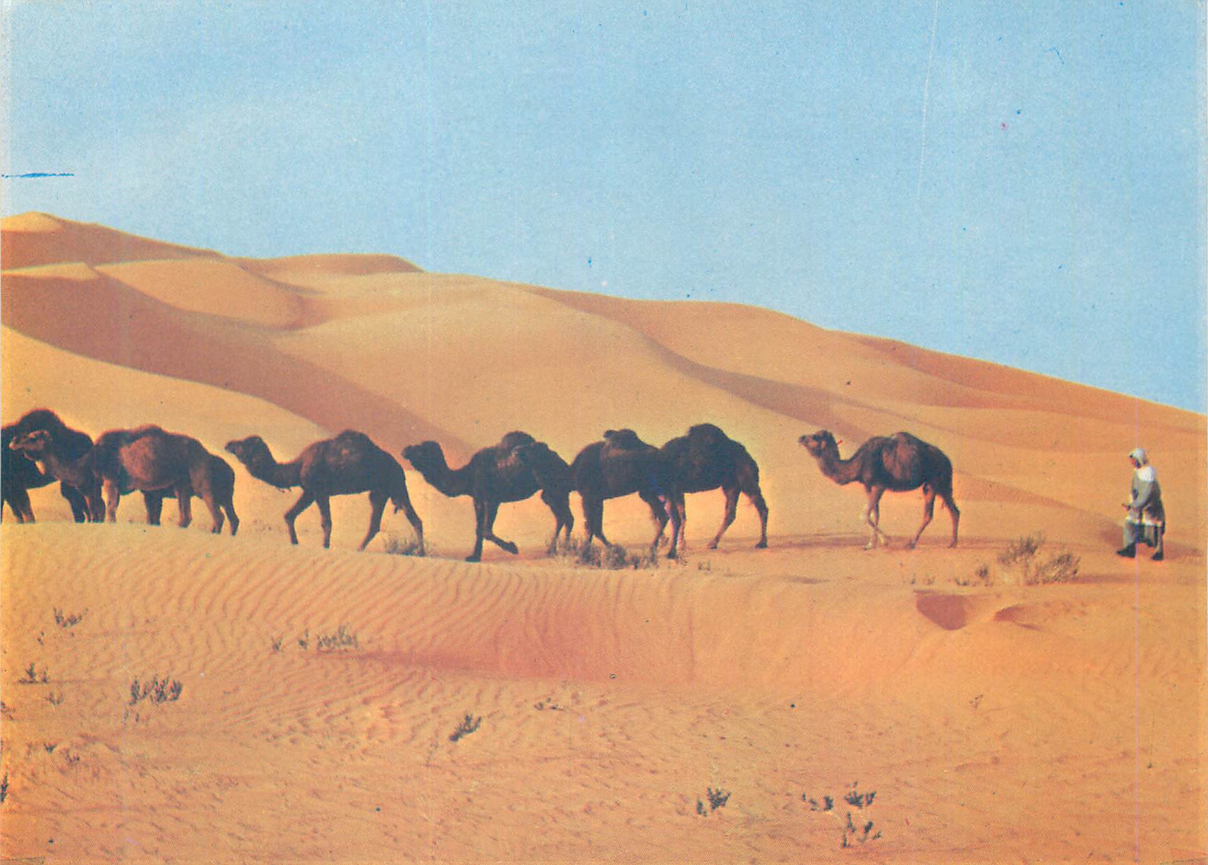 CPM Le Hoggar Couleurs et Lumieres d'Algerie La Caravane
