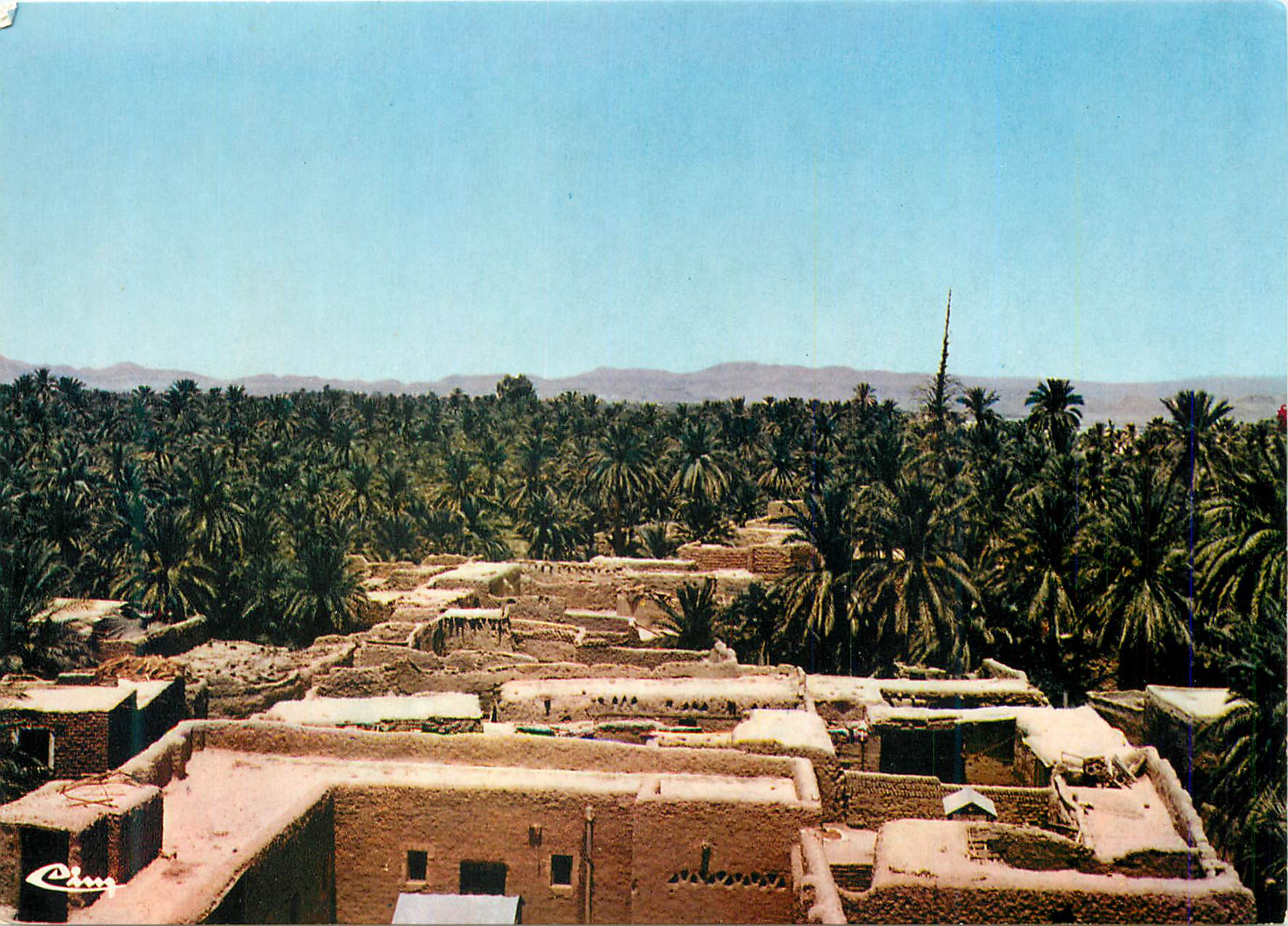 CPM Algerie Biskra Oasis Vue des Palmiers