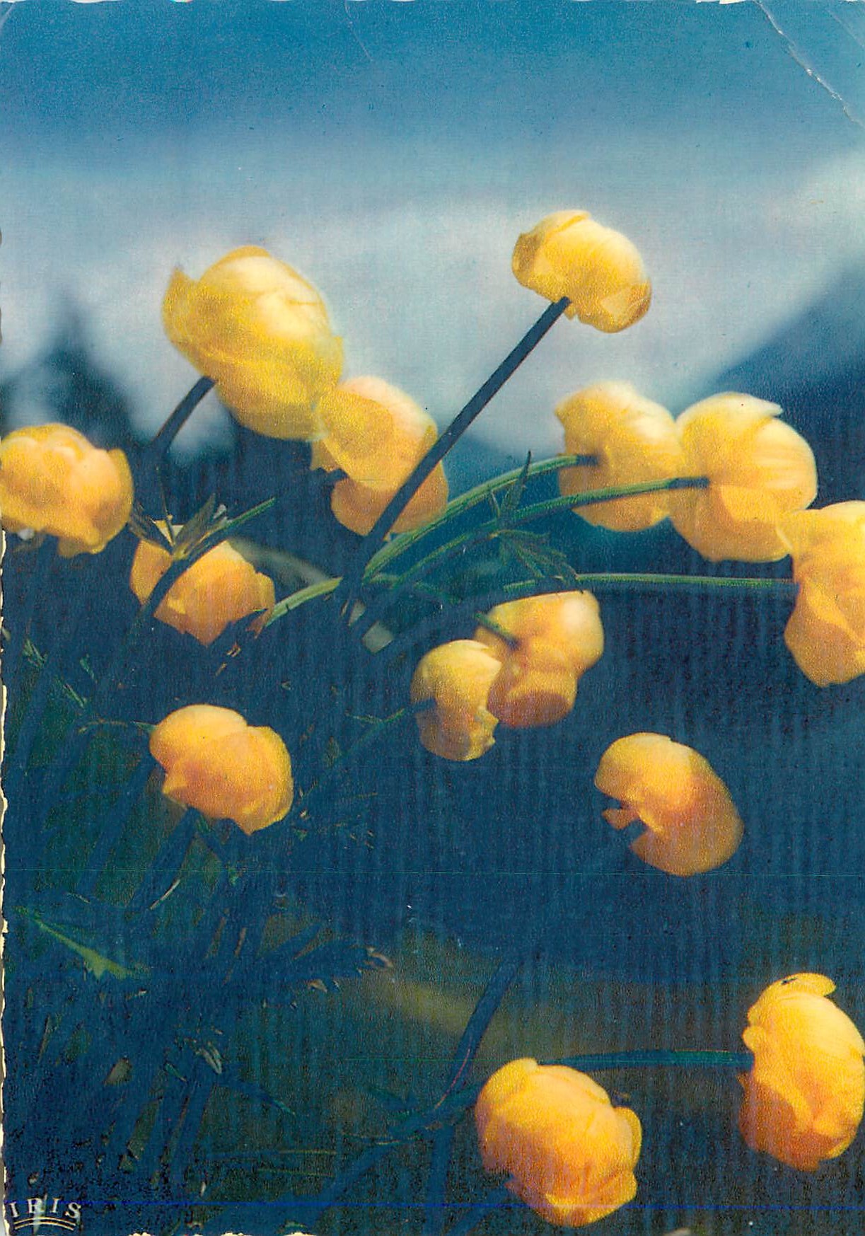CPM Flore de Montagne Trolles